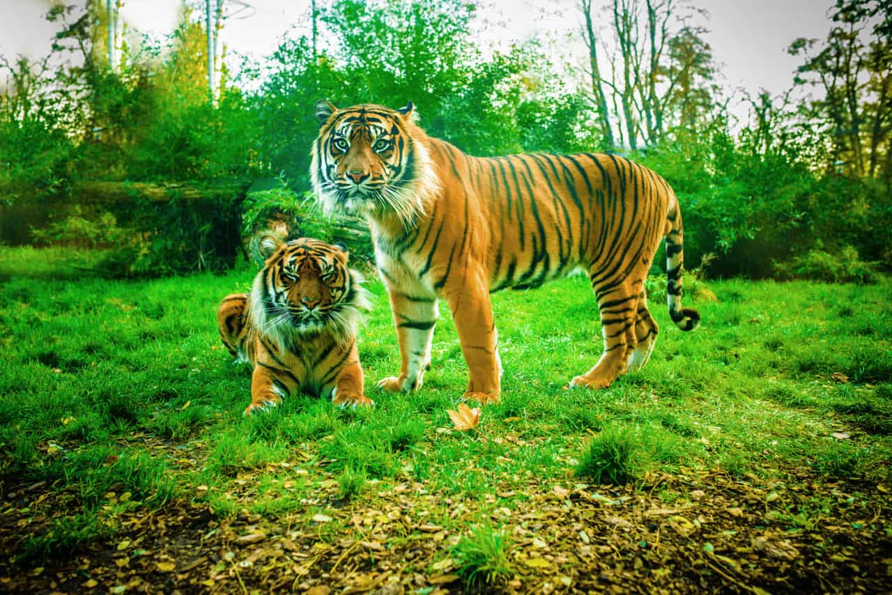 Tigre Panthera Tigris
