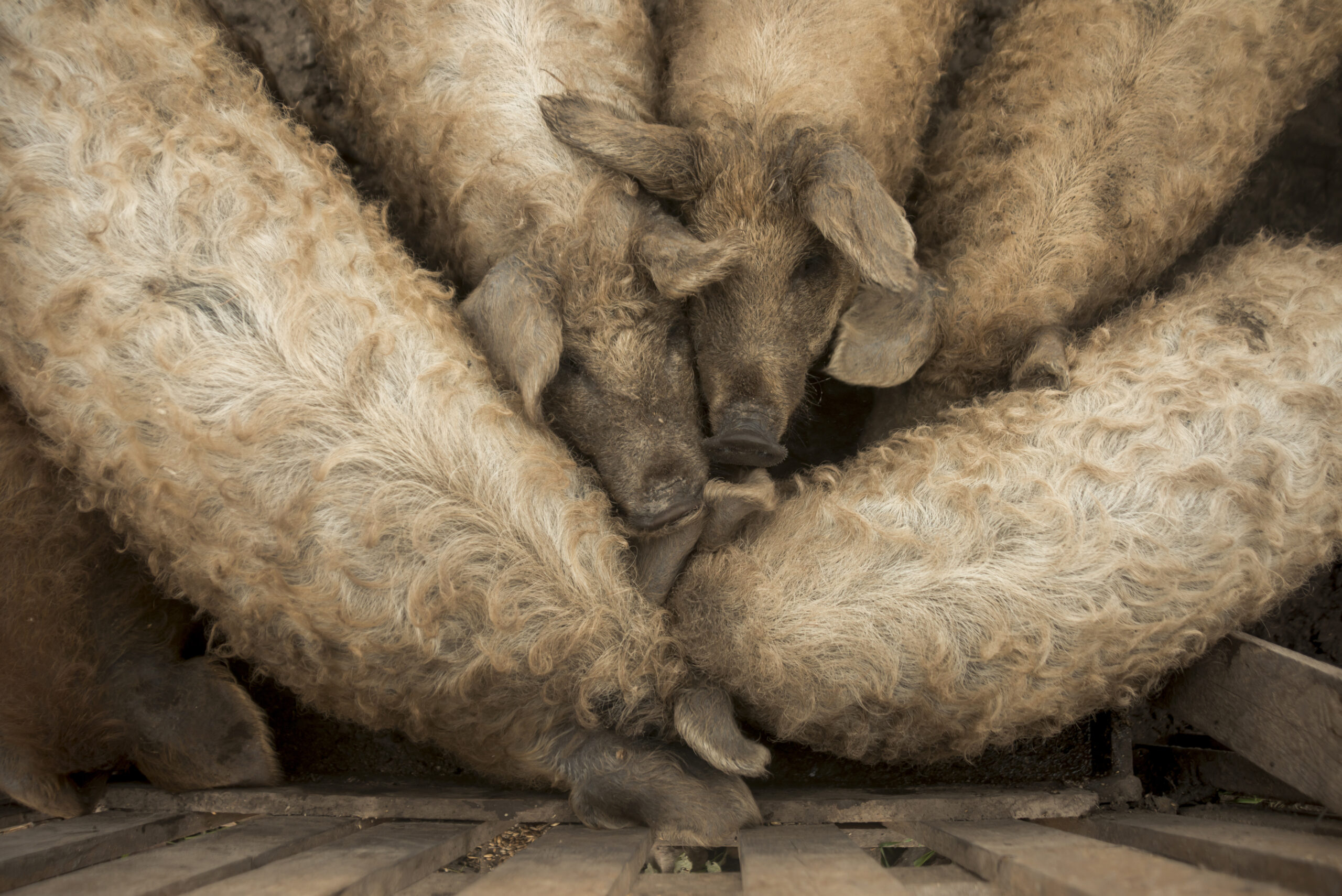 Segreti dei Pachidermi Preistorici Svelati dai Perfettamente Congelati Baby Mammut di Lana