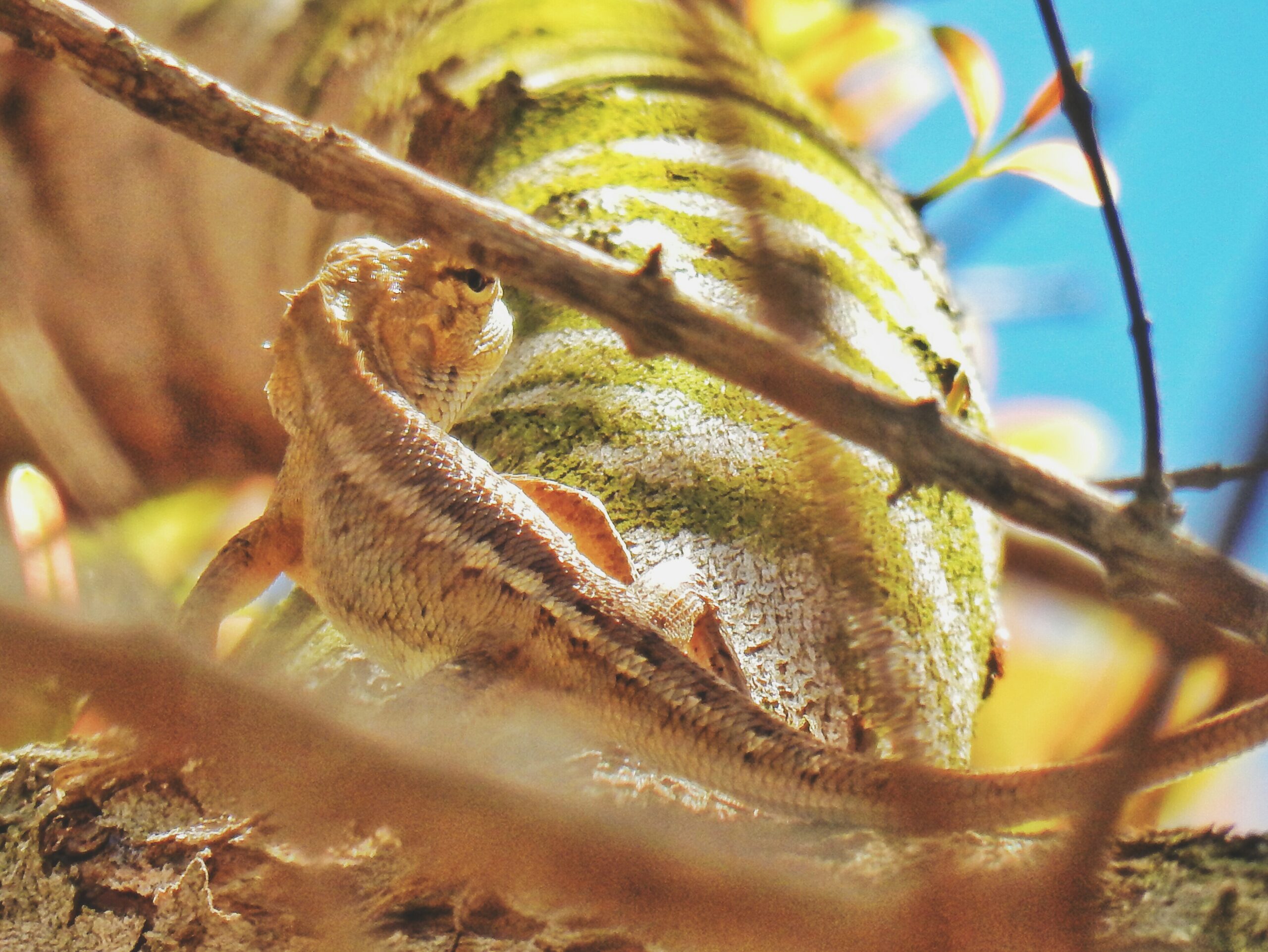 Piovono iguane congelate in Florida: ecco cosa fare se ne trovi una