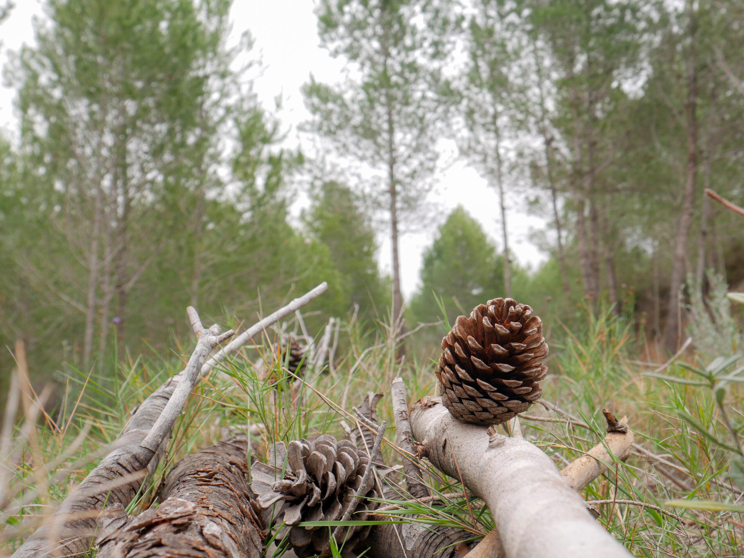 Ripristino del Pino Longleaf: un grande sforzo climatico nel Sud ridimensiona le sue ambizioni di fronte a dure realtà