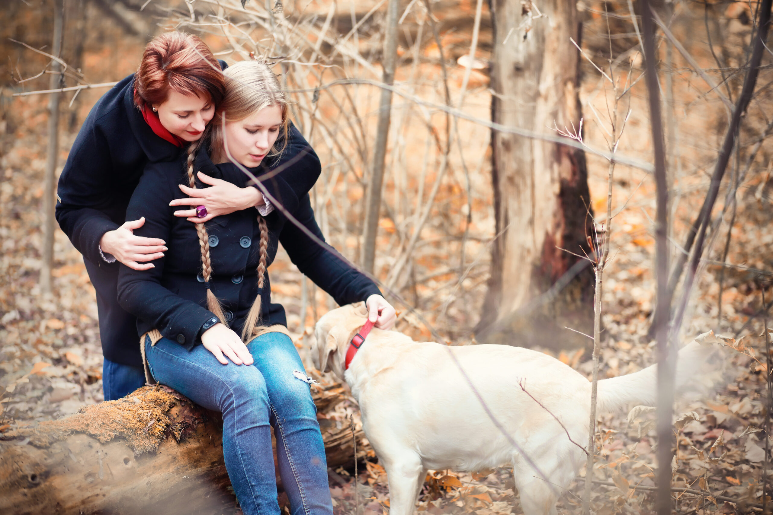 Due cani in cerca di una famiglia amorevole: il salvataggio di un pastore tedesco intrappolato su un albero