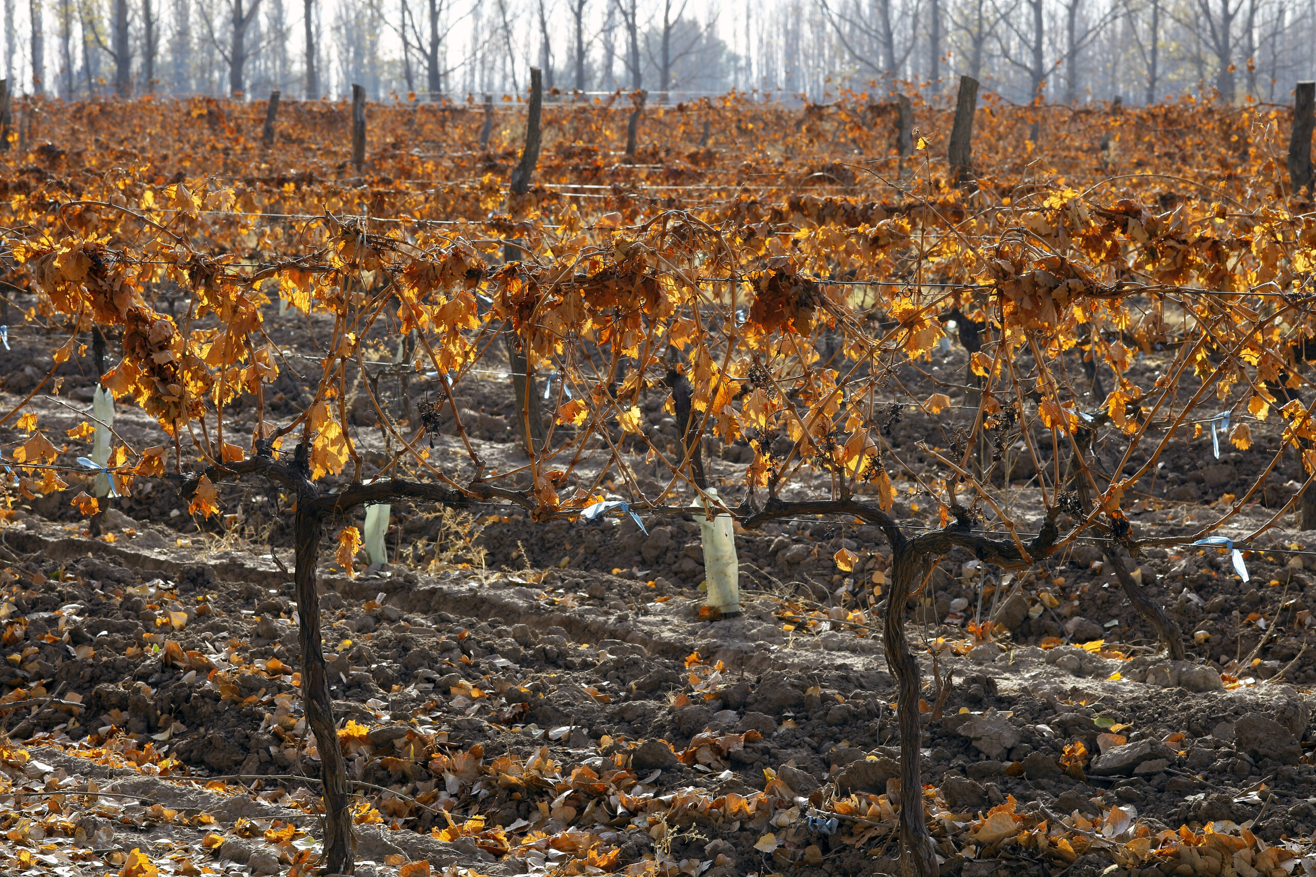 Effetti del Riscaldamento Globale e degli Incendi Boschivi sulle Aziende Vinicole di Oliver, Canada