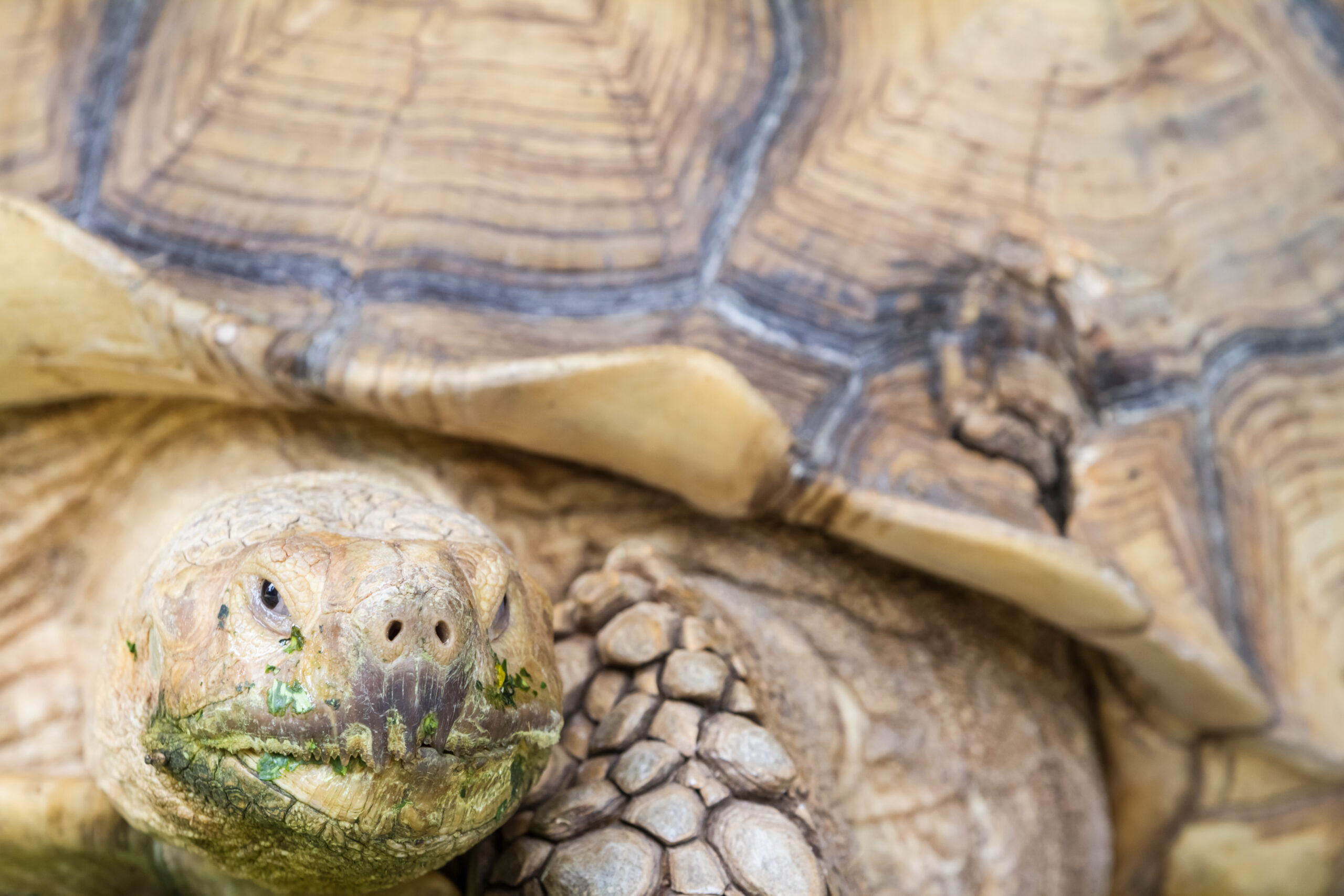 La sorprendente scoperta di “Turtwig”: il piccolo tartaruga mascherato da fossile vegetale