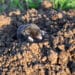 mole crawls out of a wormhole in a vegetable garden on a summer day. Rodent pest control.