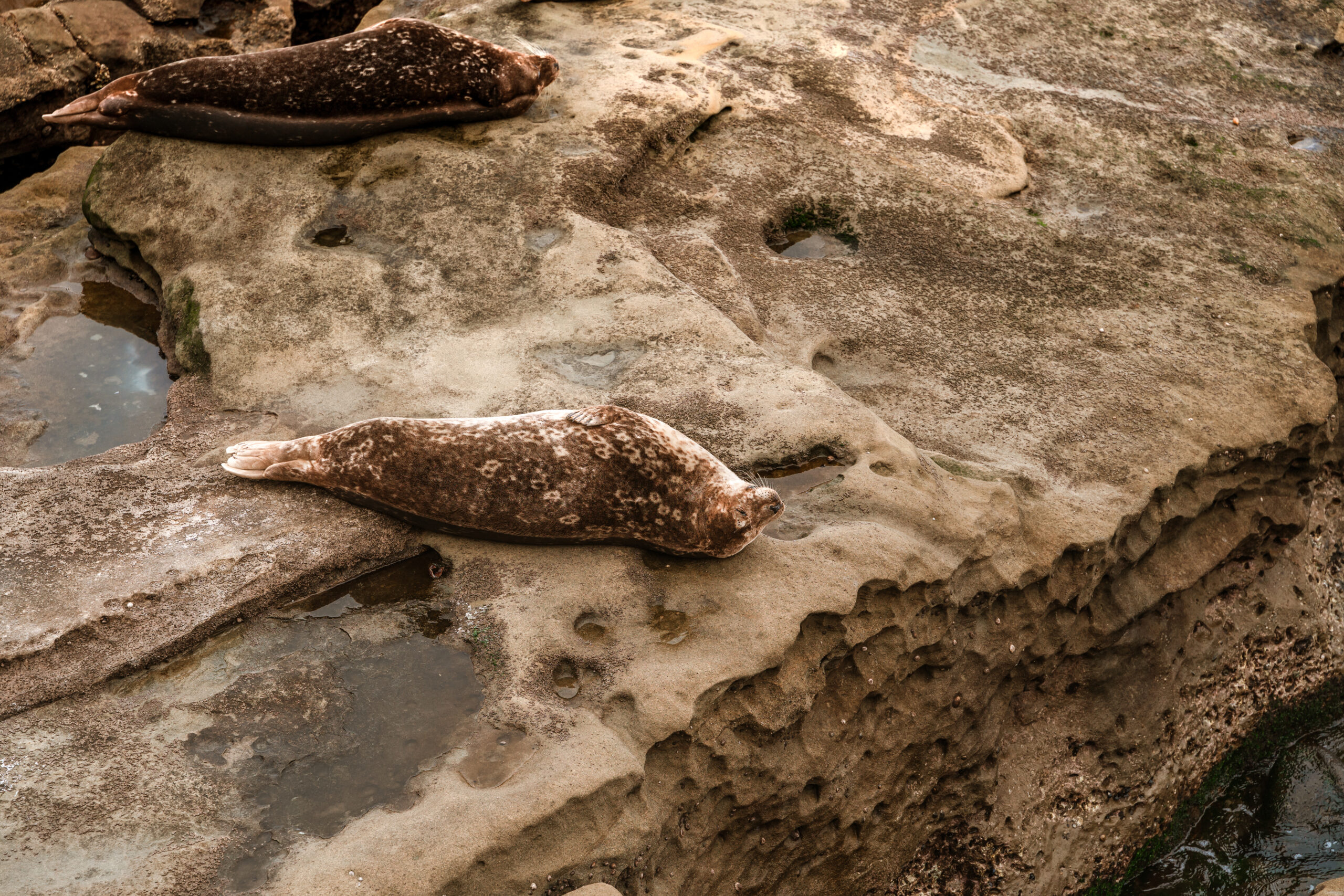 Siti archeologici in North Carolina minacciati dall’innalzamento del livello del mare e dalle tempeste