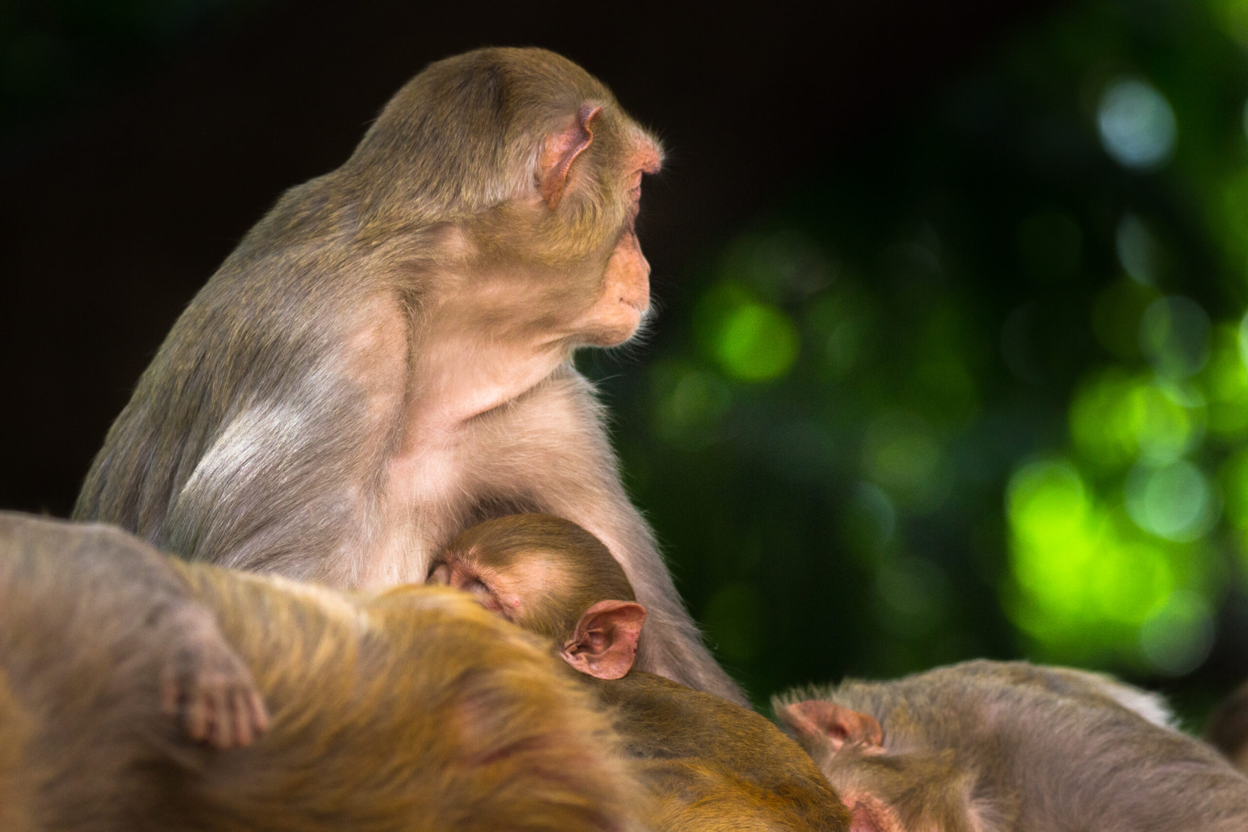 Incontra il mono notturno: l’unica specie di scimmia notturna al mondo