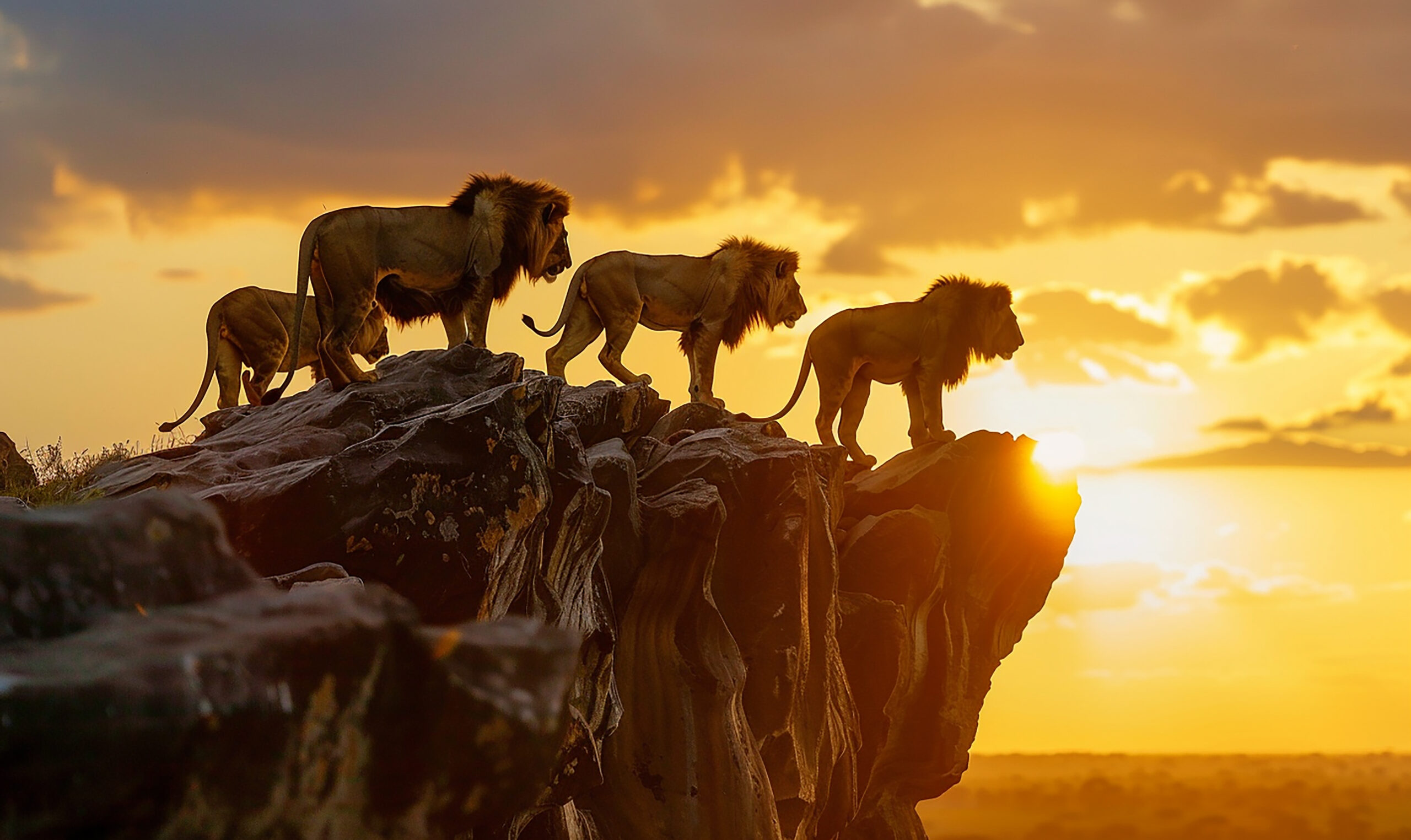 Centinaia di nuove specie uniche scoperte nelle isole del cielo africane