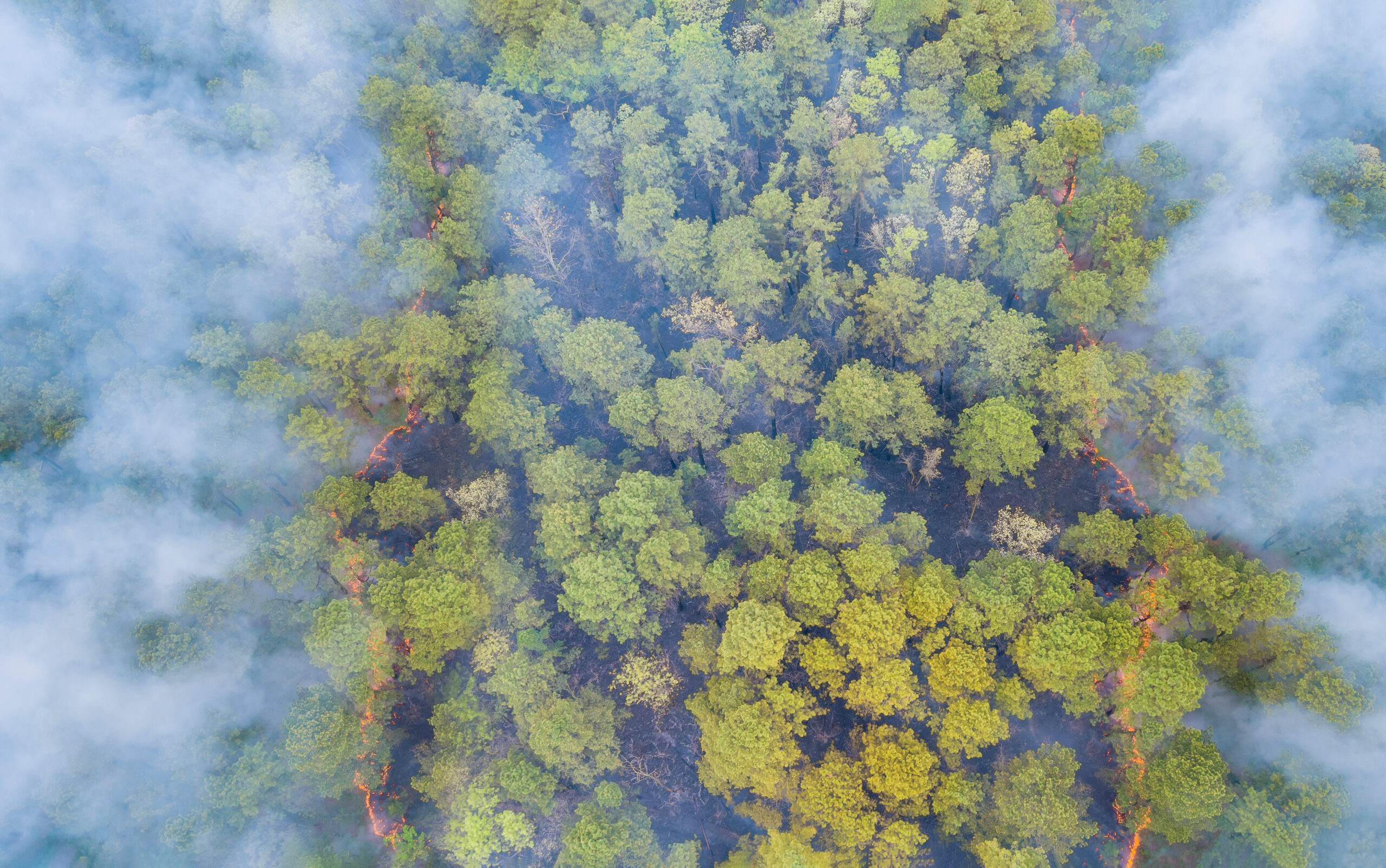 Cambiamento climatico: gli alberi rimuovono il metano dall’aria