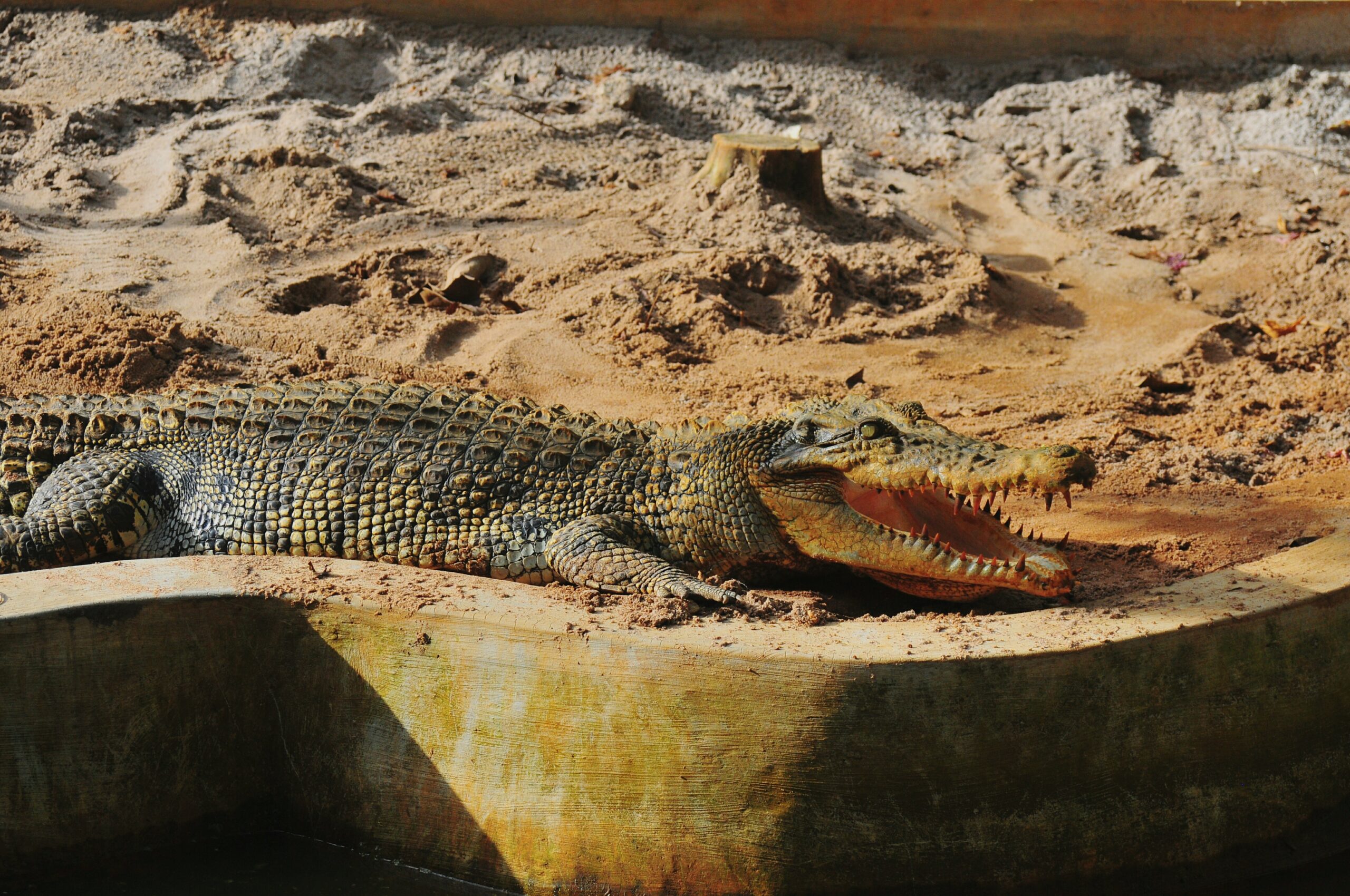 Scoperta fossile antica rivela come Sud America e Africa si sono separati