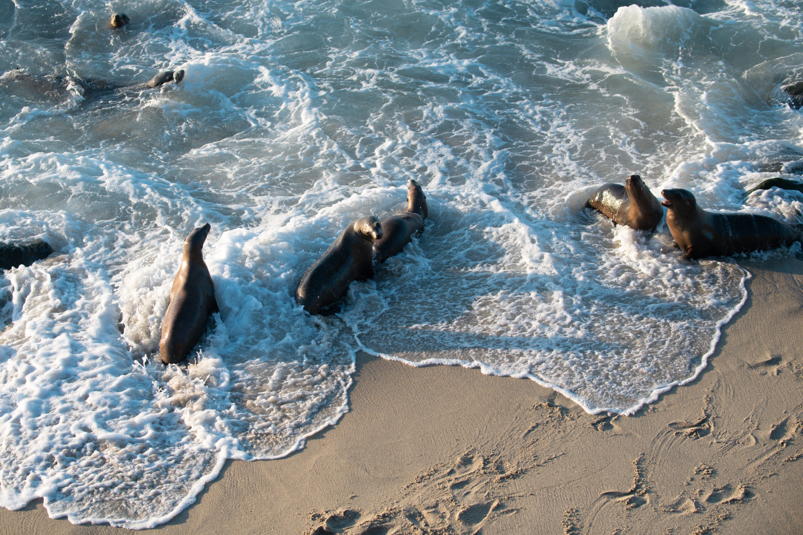 Spiaggiamento di massa di 146 delfini a Cape Cod dichiarato il più grande nella storia degli Stati Uniti