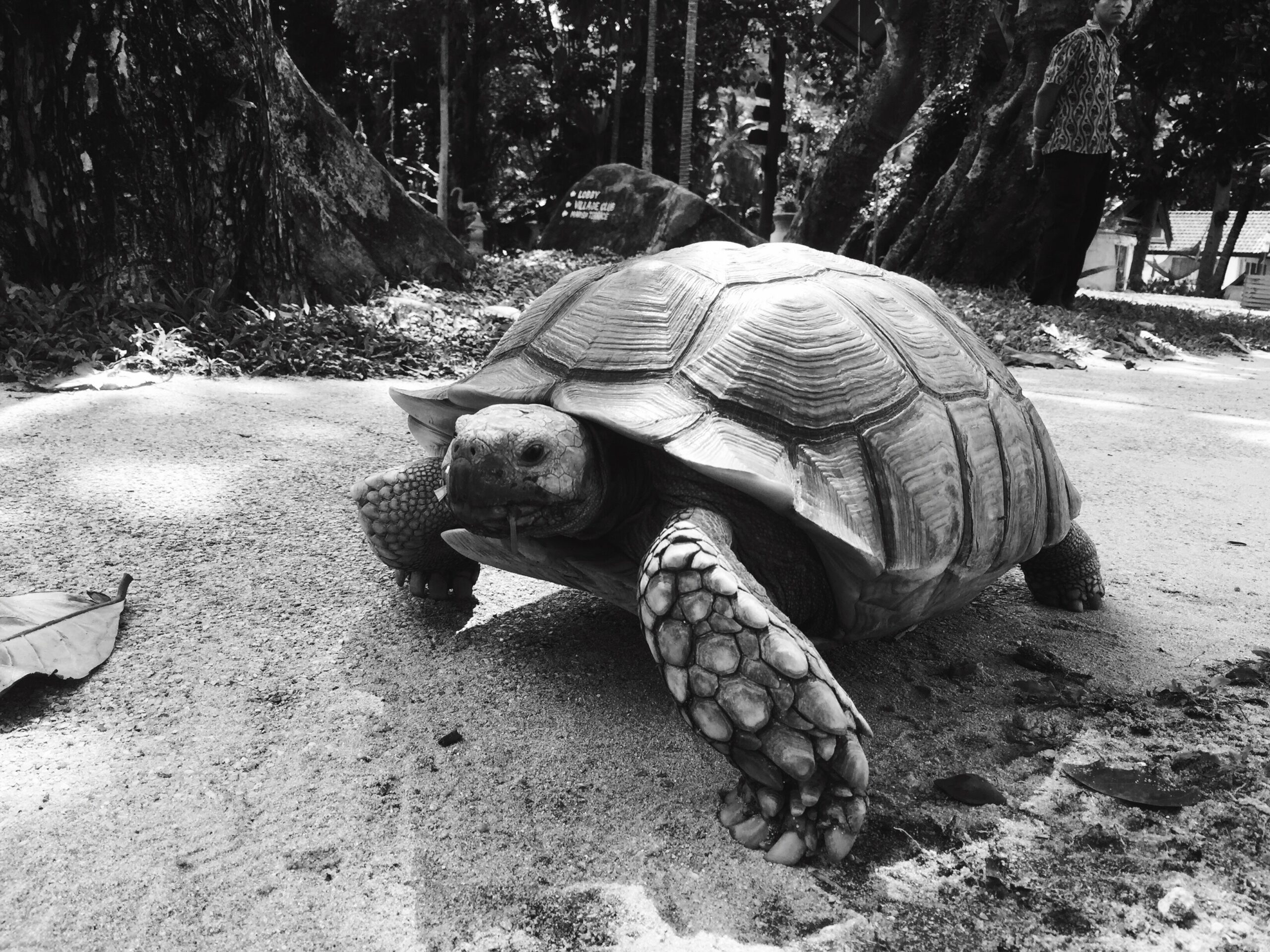 Il mistero della tartaruga di 500 libbre avvistata a Busco, Indiana