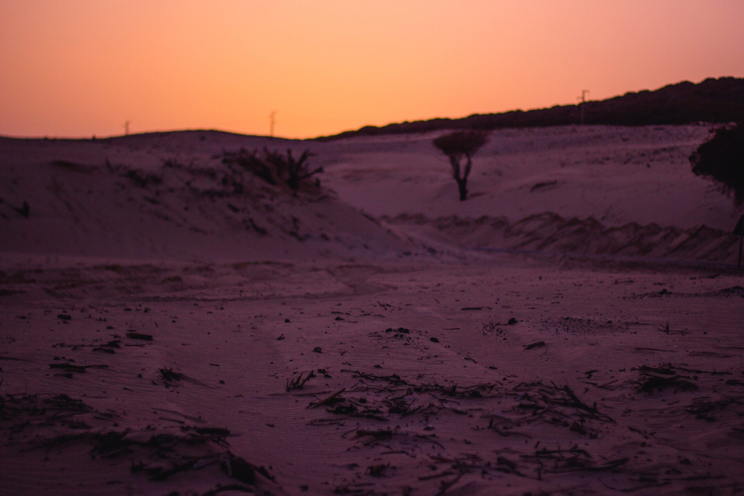 Il deserto caldo più arido della Terra si è tinto di viola in una rara fioritura invernale