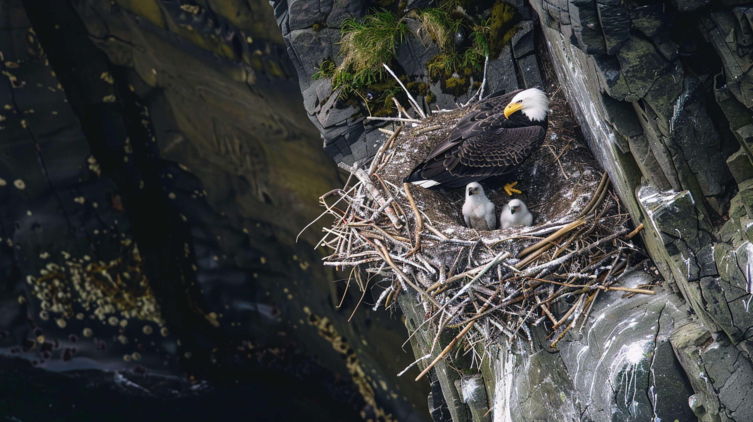 Gli uccelli in pericolo della Nuova Zelanda trovano rifugio negli antichi habitat dei Moa