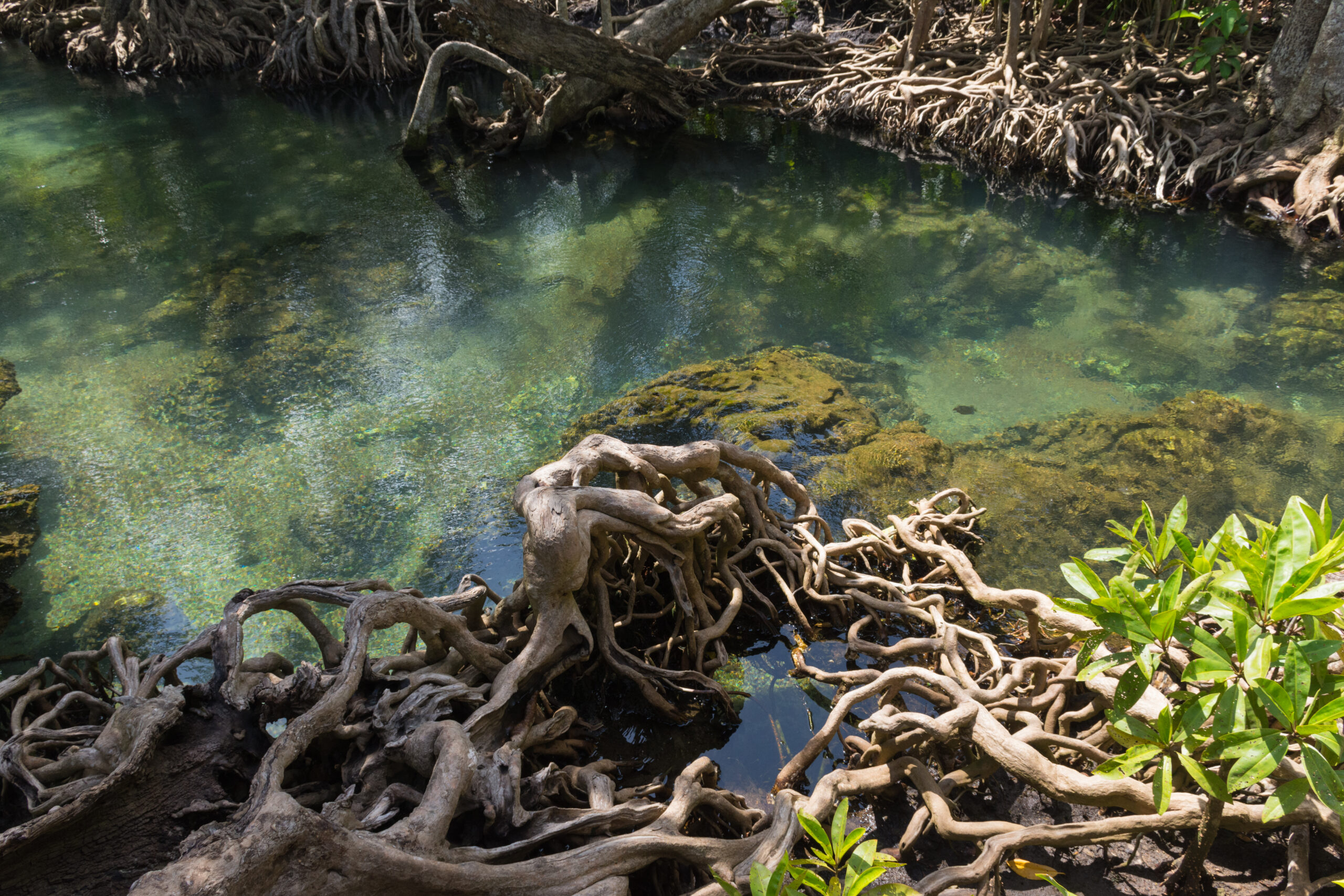 I benefici climatici delle mangrovie