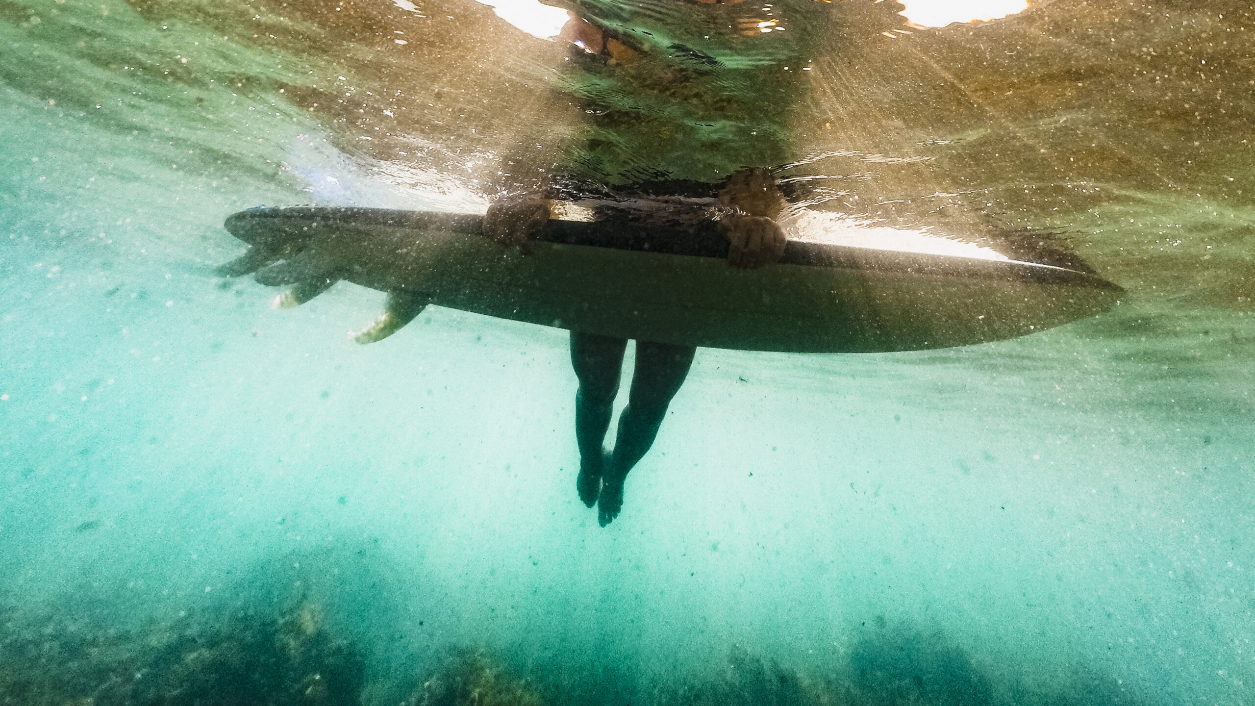 Tracciamento record di 4 anni dello squalo balena Rio Lady nel Golfo del Messico