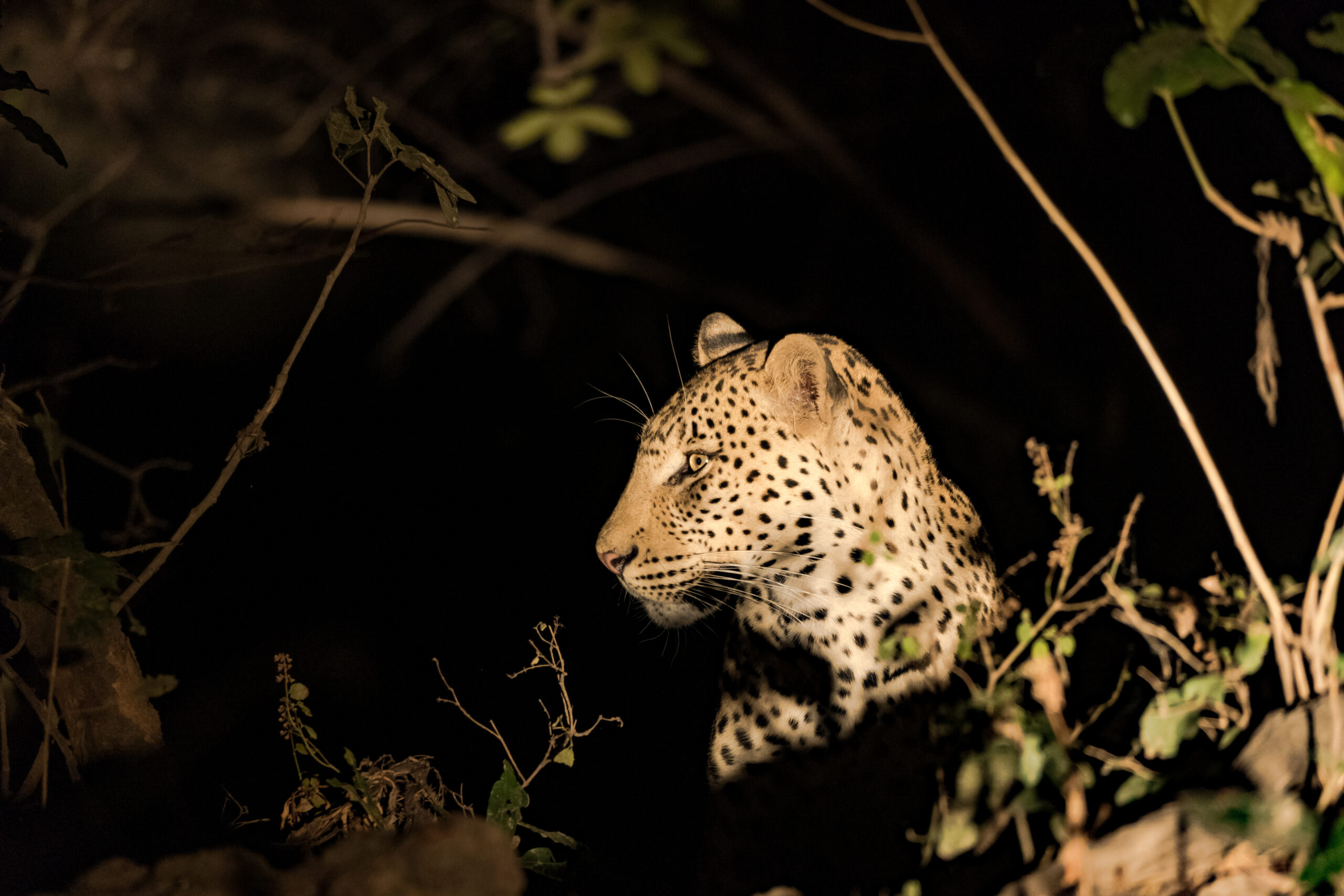 Leopardo raro “Strawberry” avvistato per la prima volta nella riserva di caccia in Tanzania