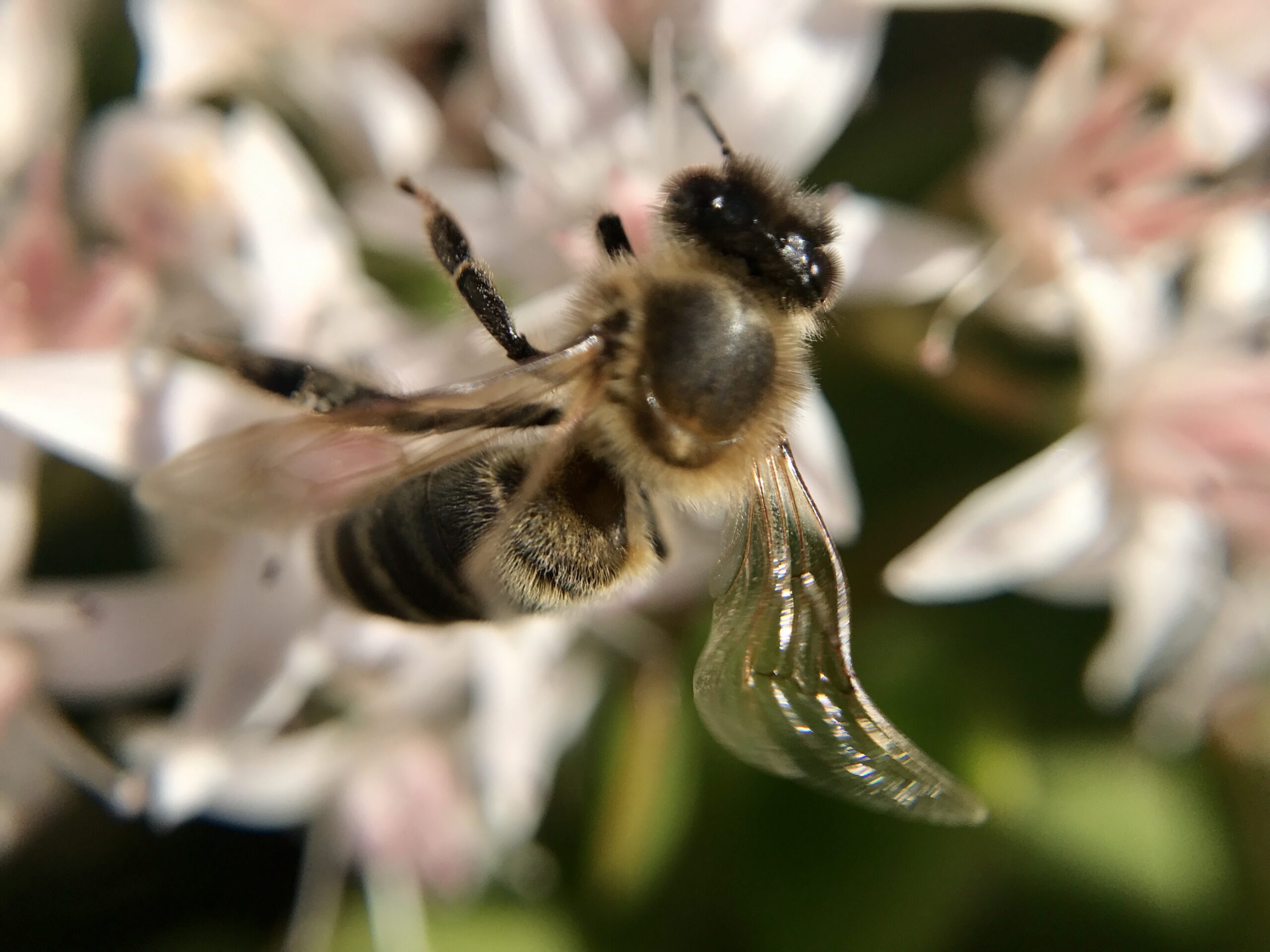 Guarda un’ape giapponese lanciare una formica giù da un cornicione