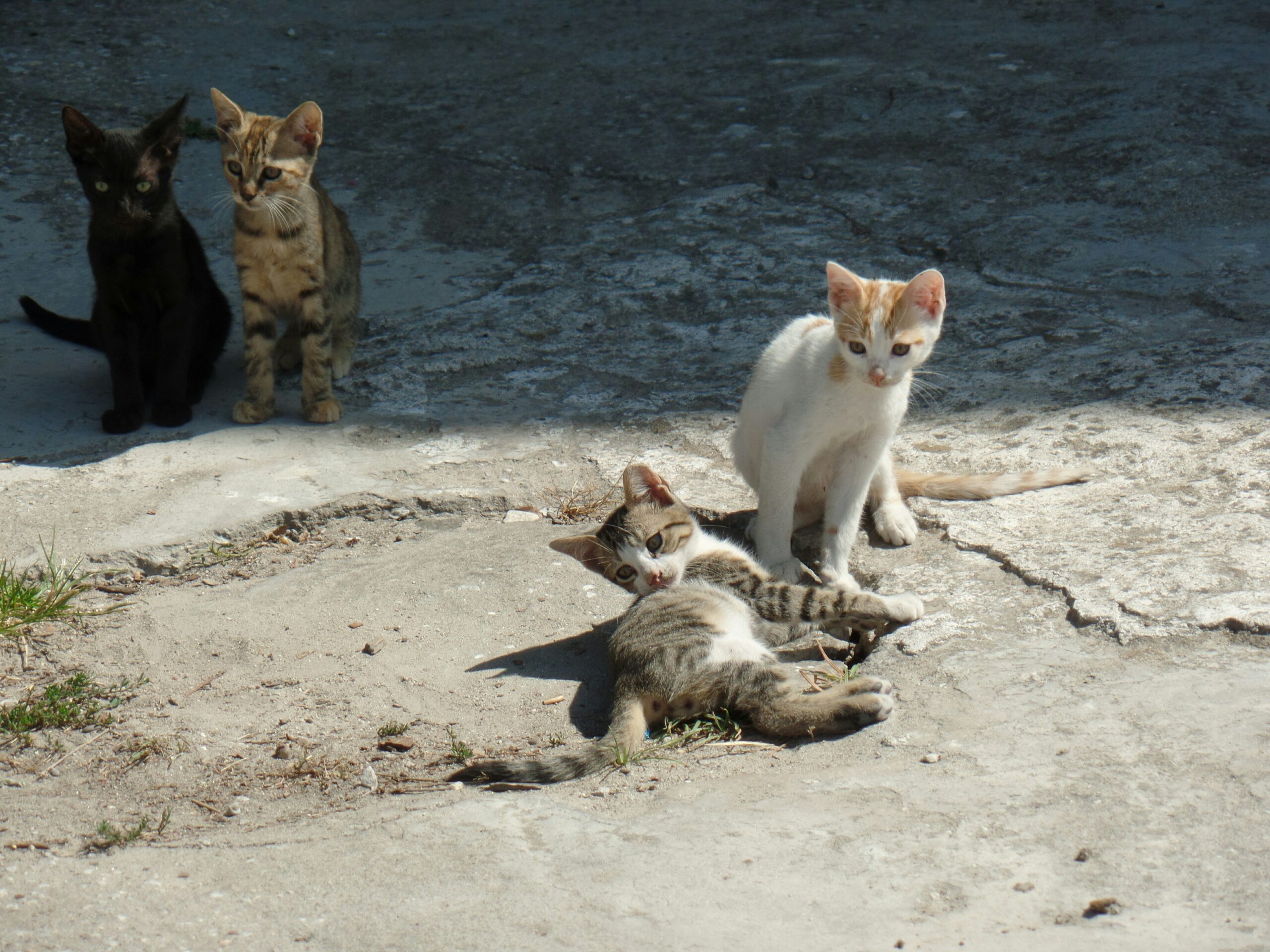 Il primordiale marsupio: perché i gatti hanno una strana piega?