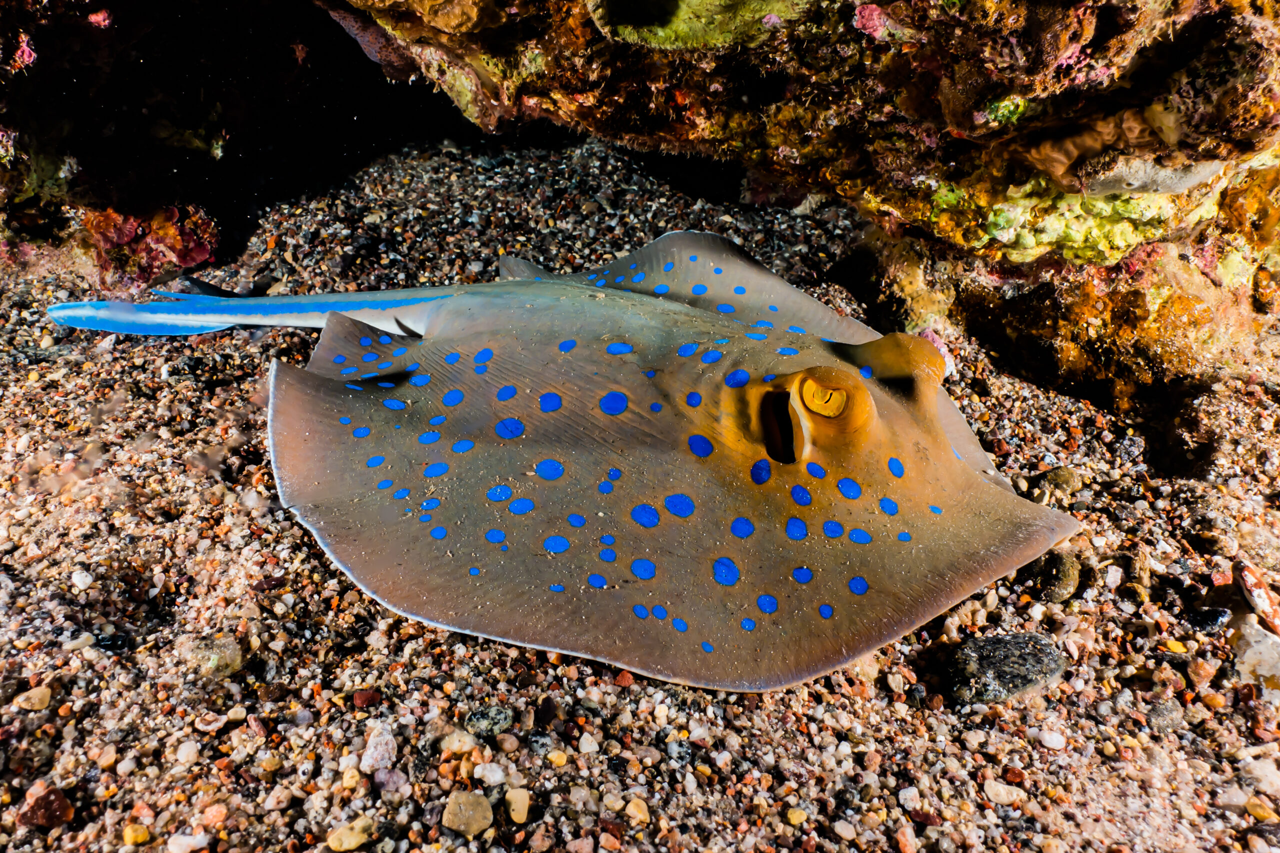 Raro pesce abissale di 3,7 metri trovato al largo della costa della California