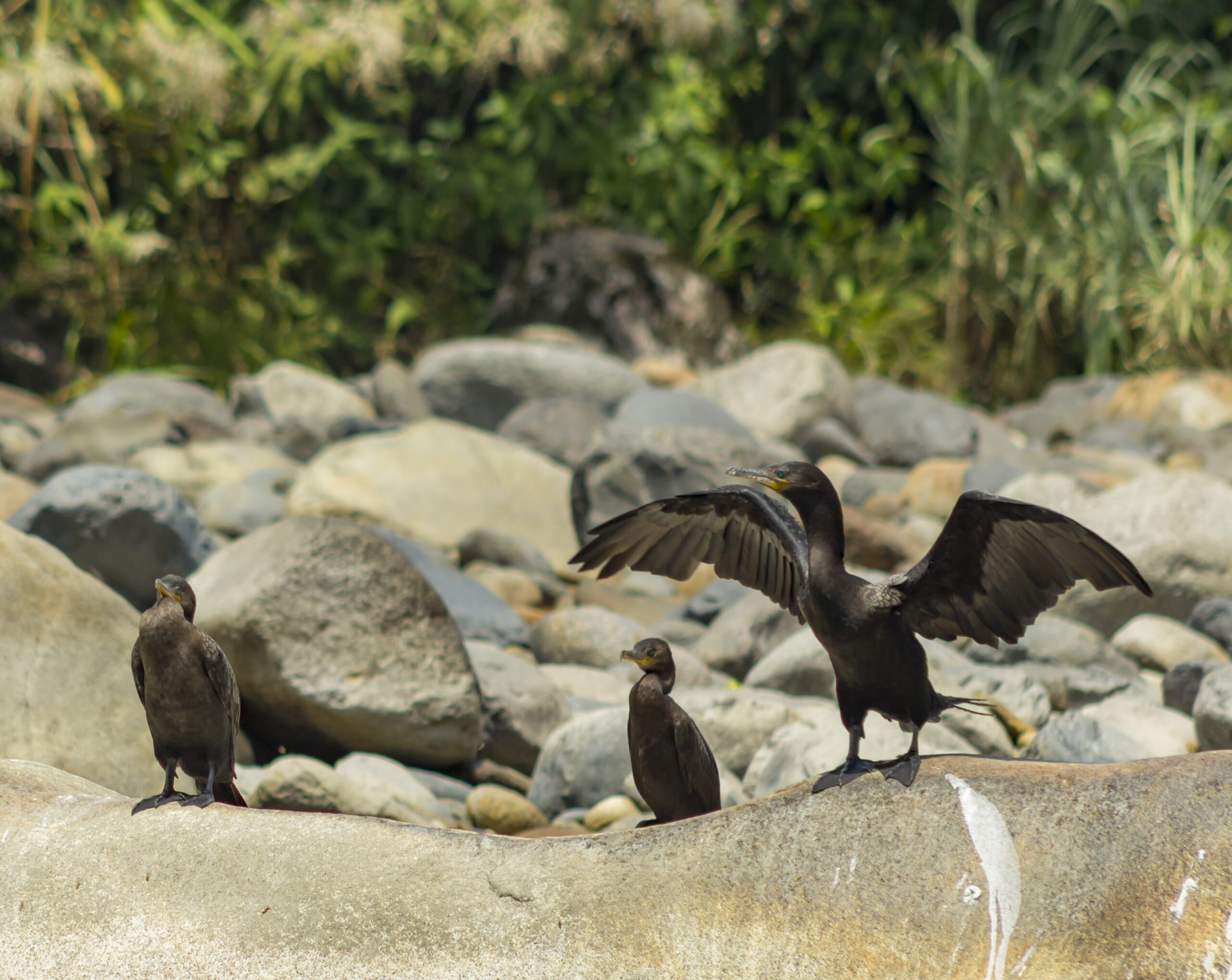 Un record di 17 pulcini di condor della California nati allo zoo di Los Angeles