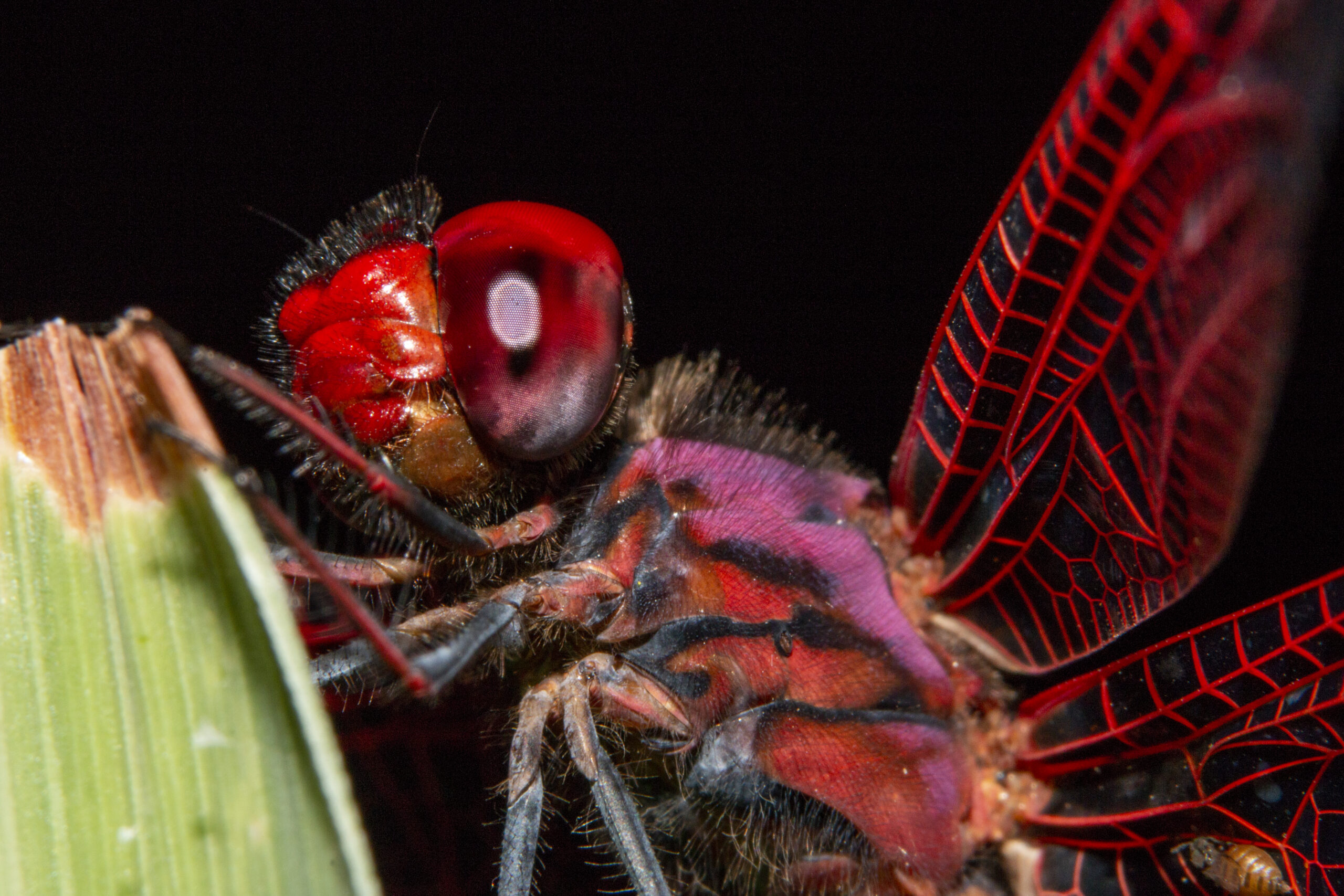 David Bowie spider ruba la scena prima del 60° Wildlife Photographer of the Year