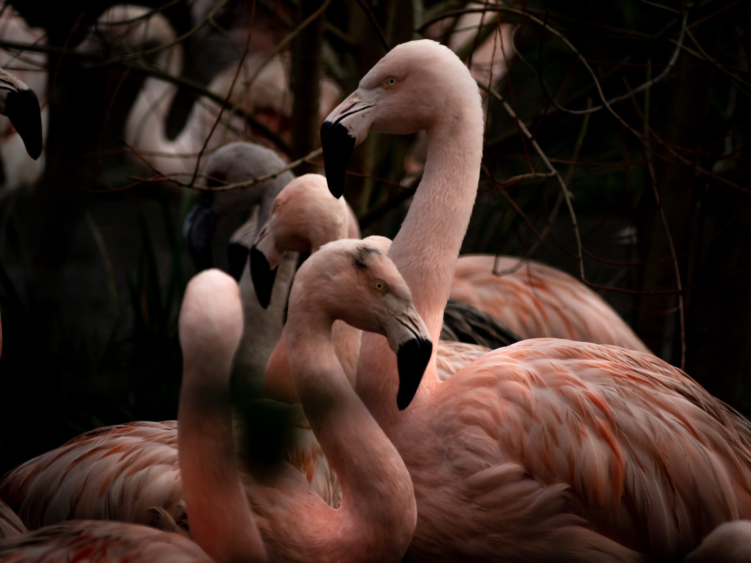 Due fenicotteri maschi Curtis e Arthur covano con successo un pulcino in uno zoo del Regno Unito