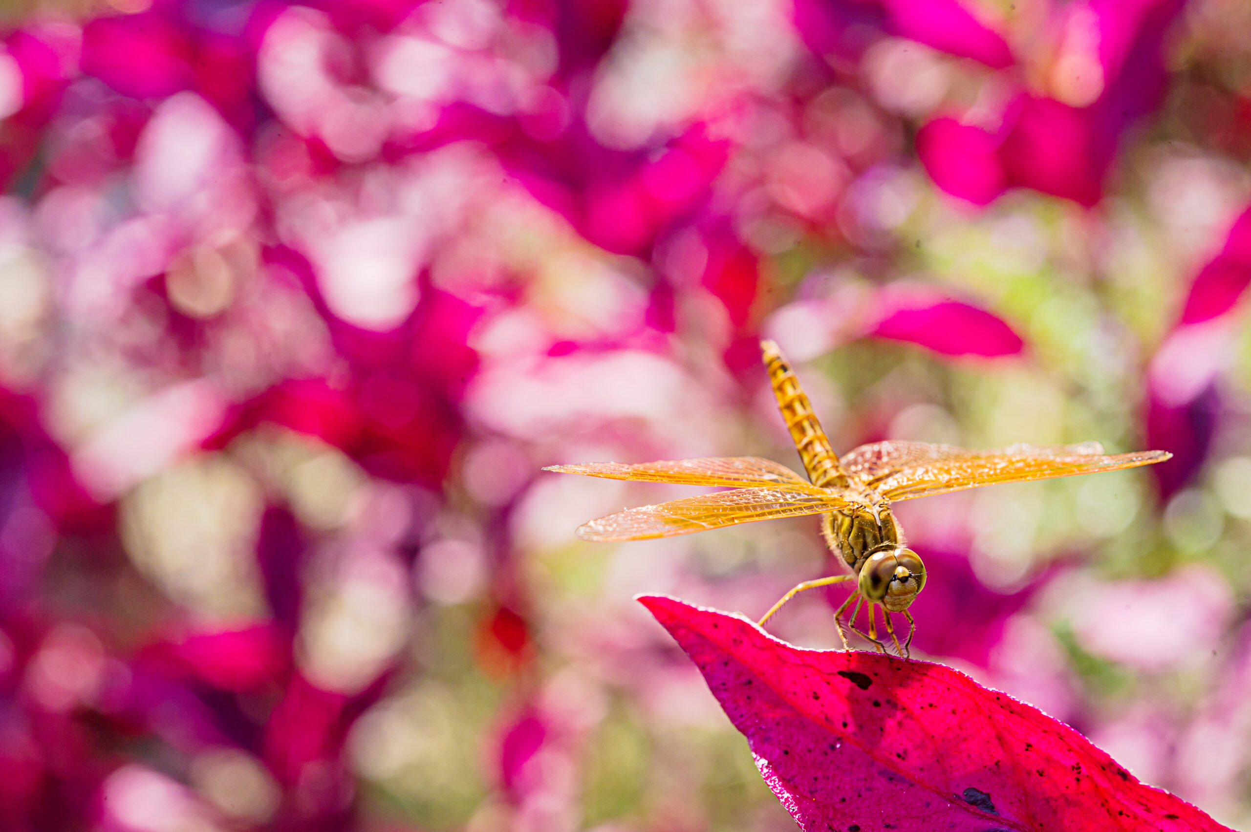 Rosy maple moth: la meraviglia rosa e gialla delle foreste del Nord America