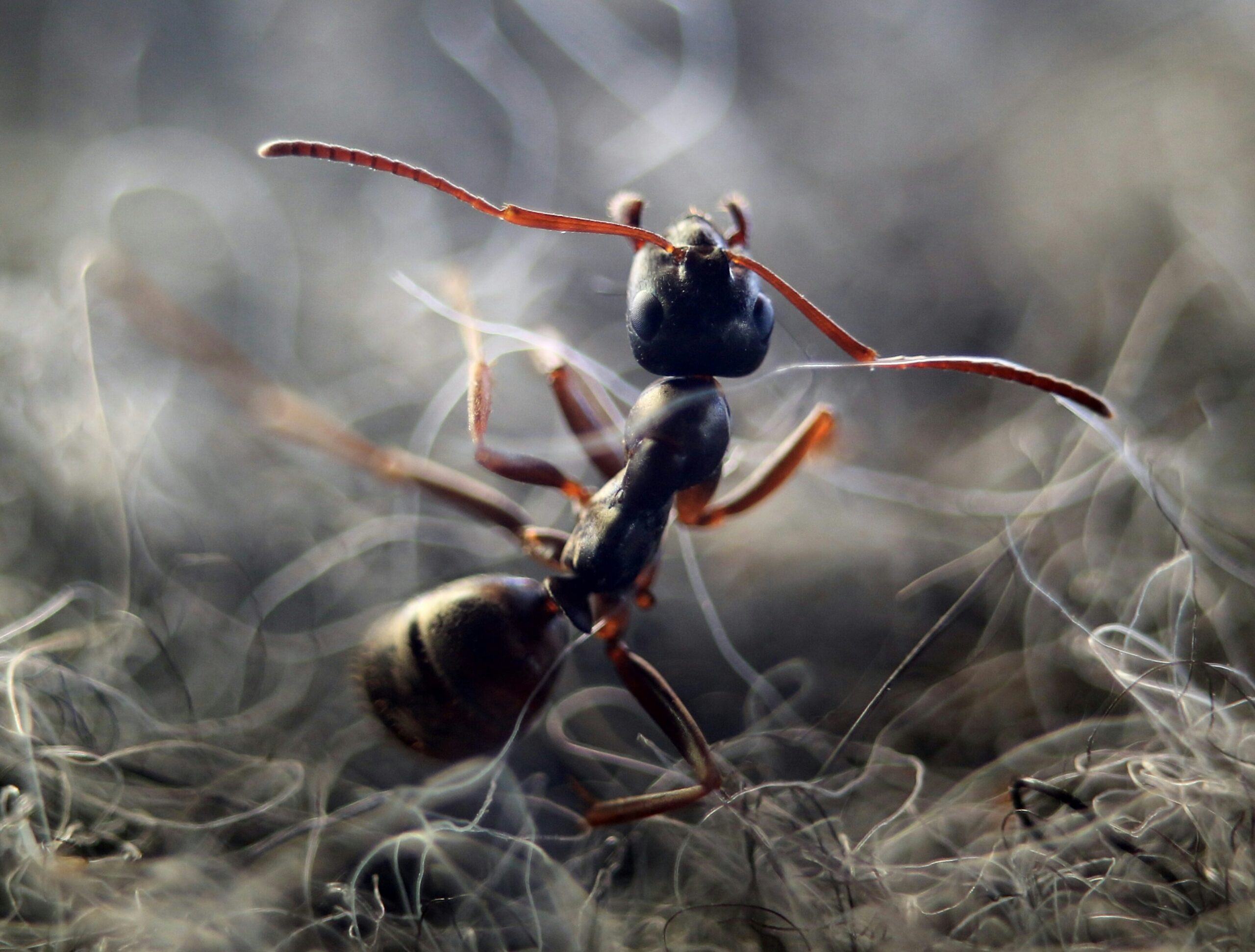 Sorprendenti acrobazie aeree. Questo piccolo insetto da giardino esegue i più veloci salti mortali sulla Terra