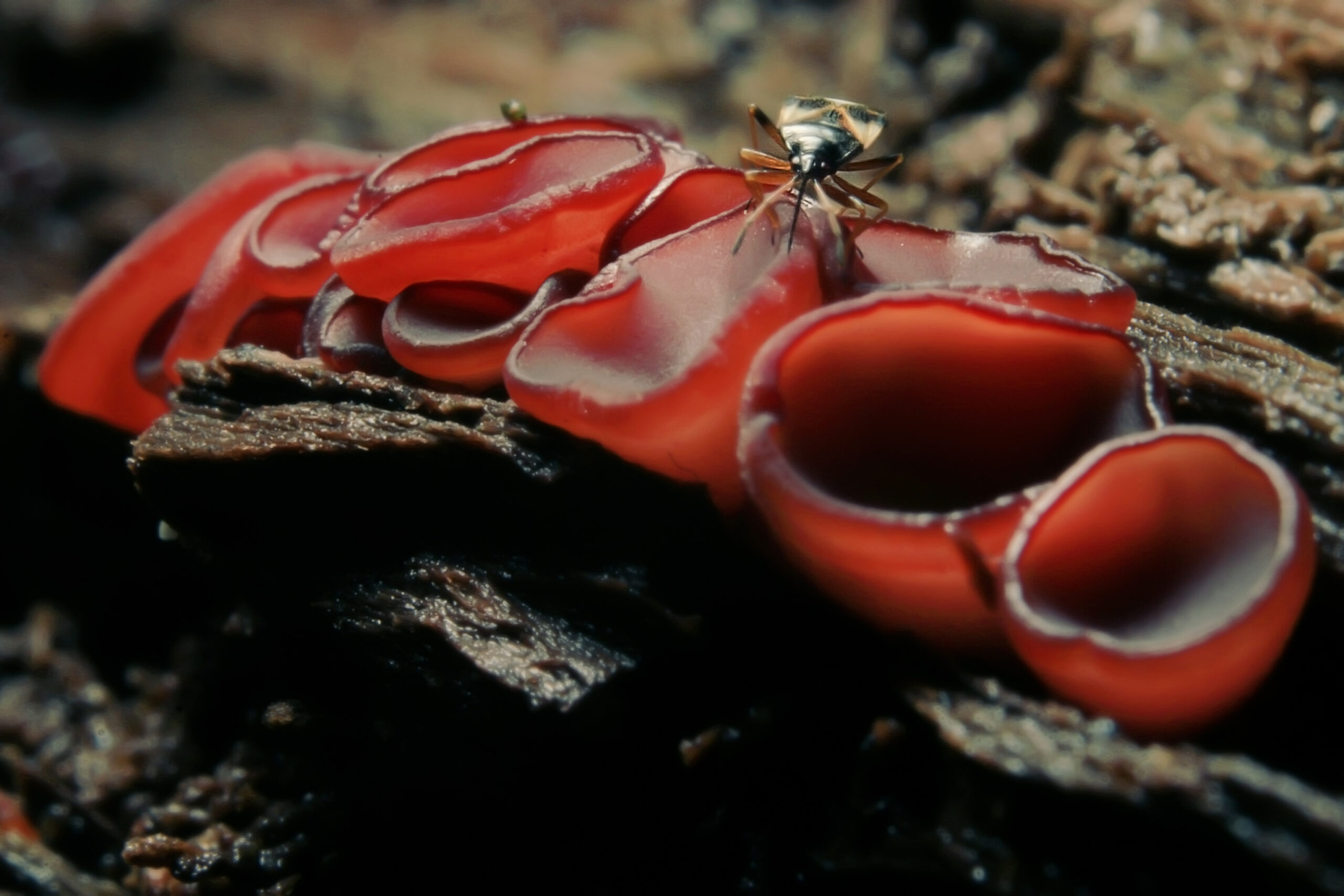 Nuova specie di verme vellutato scoperta in Ecuador. La prima in oltre 100 anni