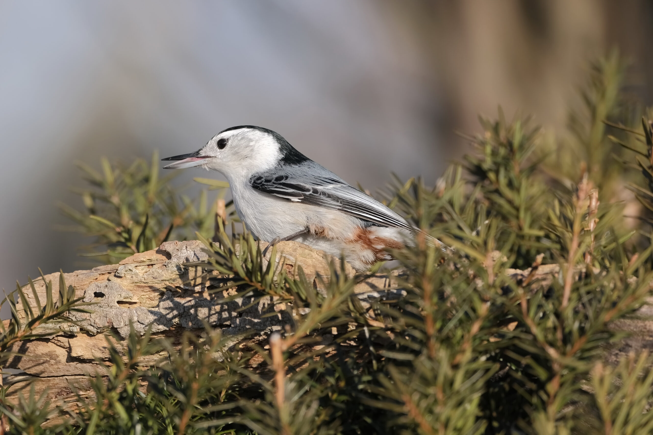 Avvistata rara garzetta ibrida da birdwatcher in Francia