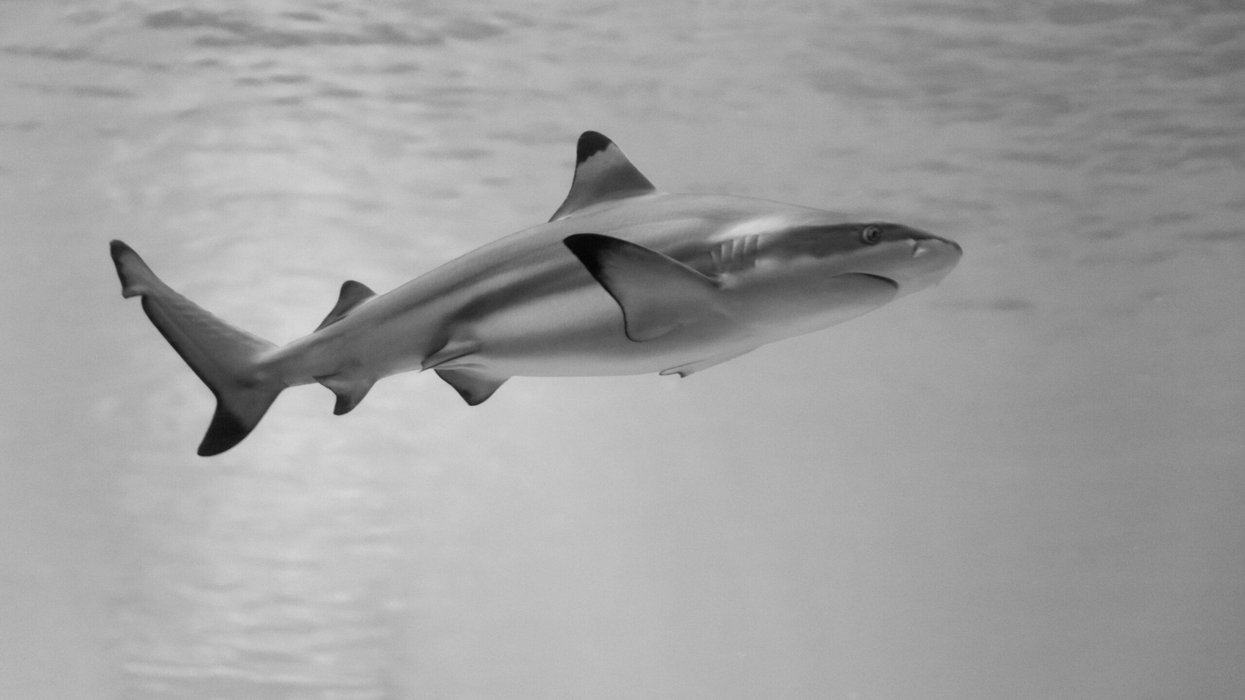 Lo squalo smooth-hound dimostra di potersi riprodurre da solo. Nessun maschio necessario