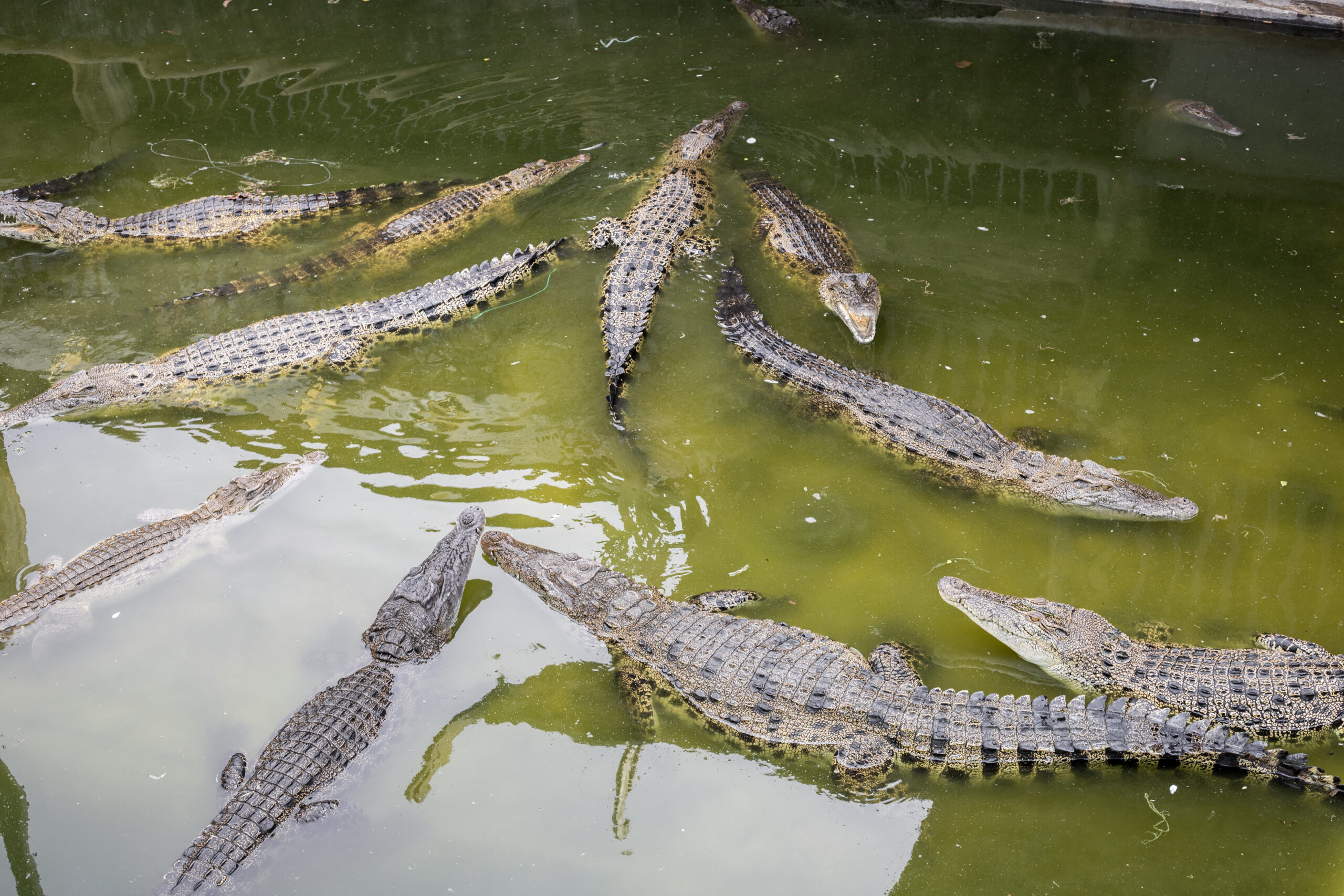 L’industria dei gamberetti in Ecuador cresce a scapito degli ecosistemi costieri