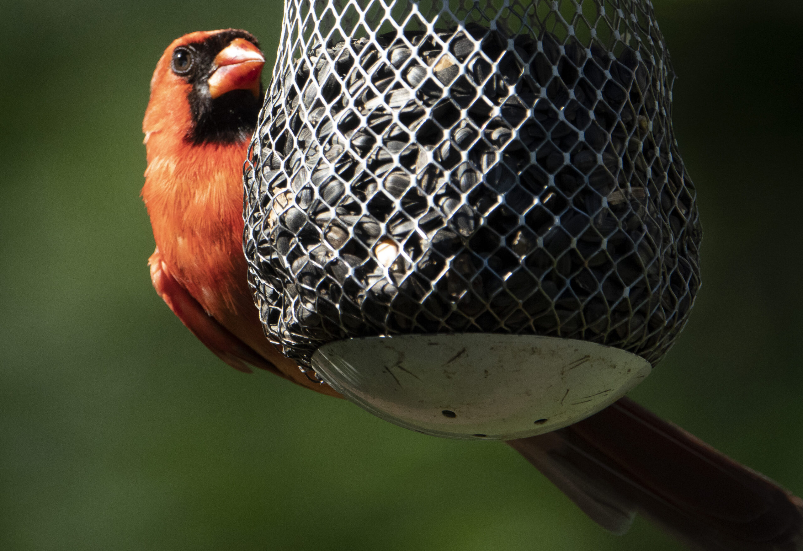 Qual è l’uccello più pericoloso?