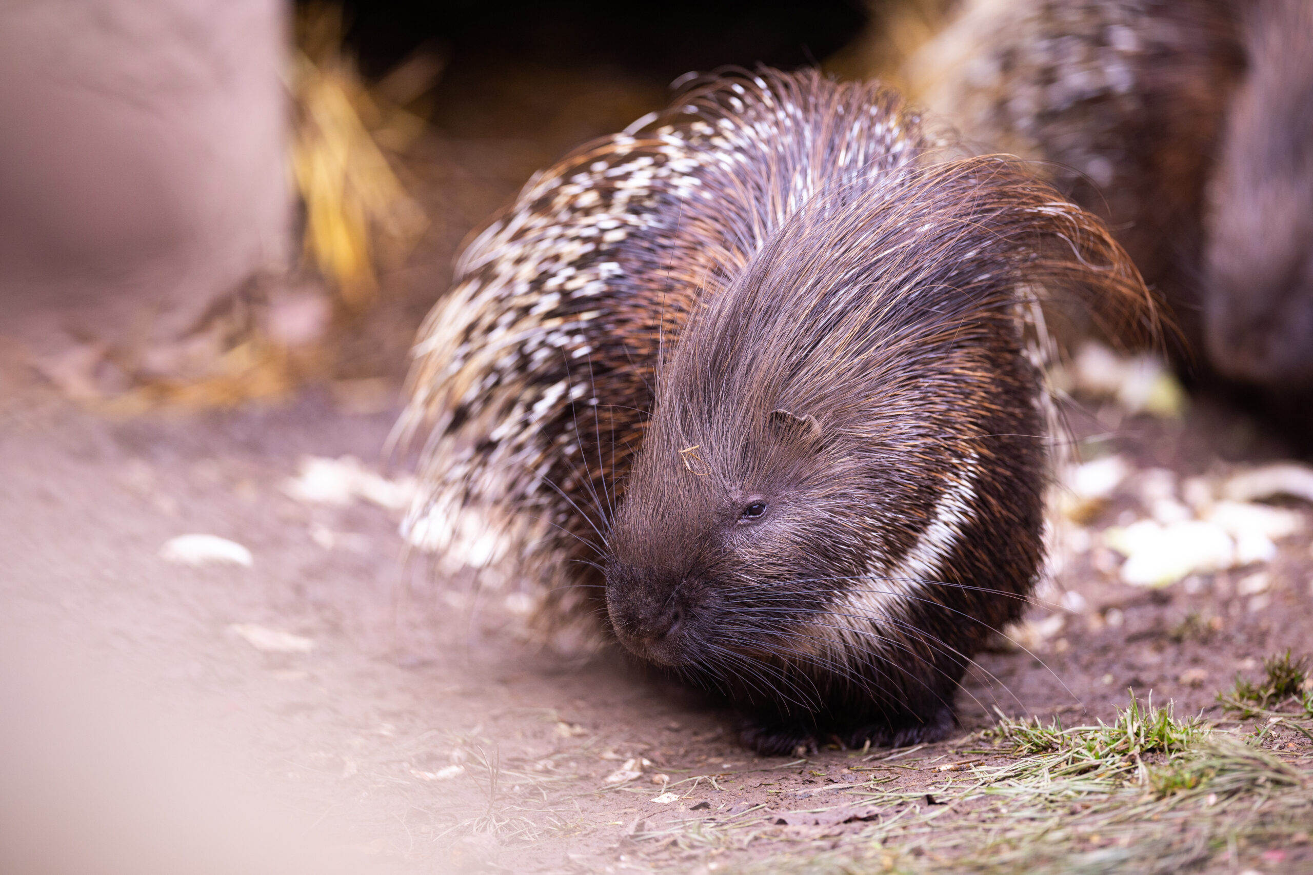 Cucciolo di porcospino nato con taglio cesareo. La cosa più adorabile di sempre