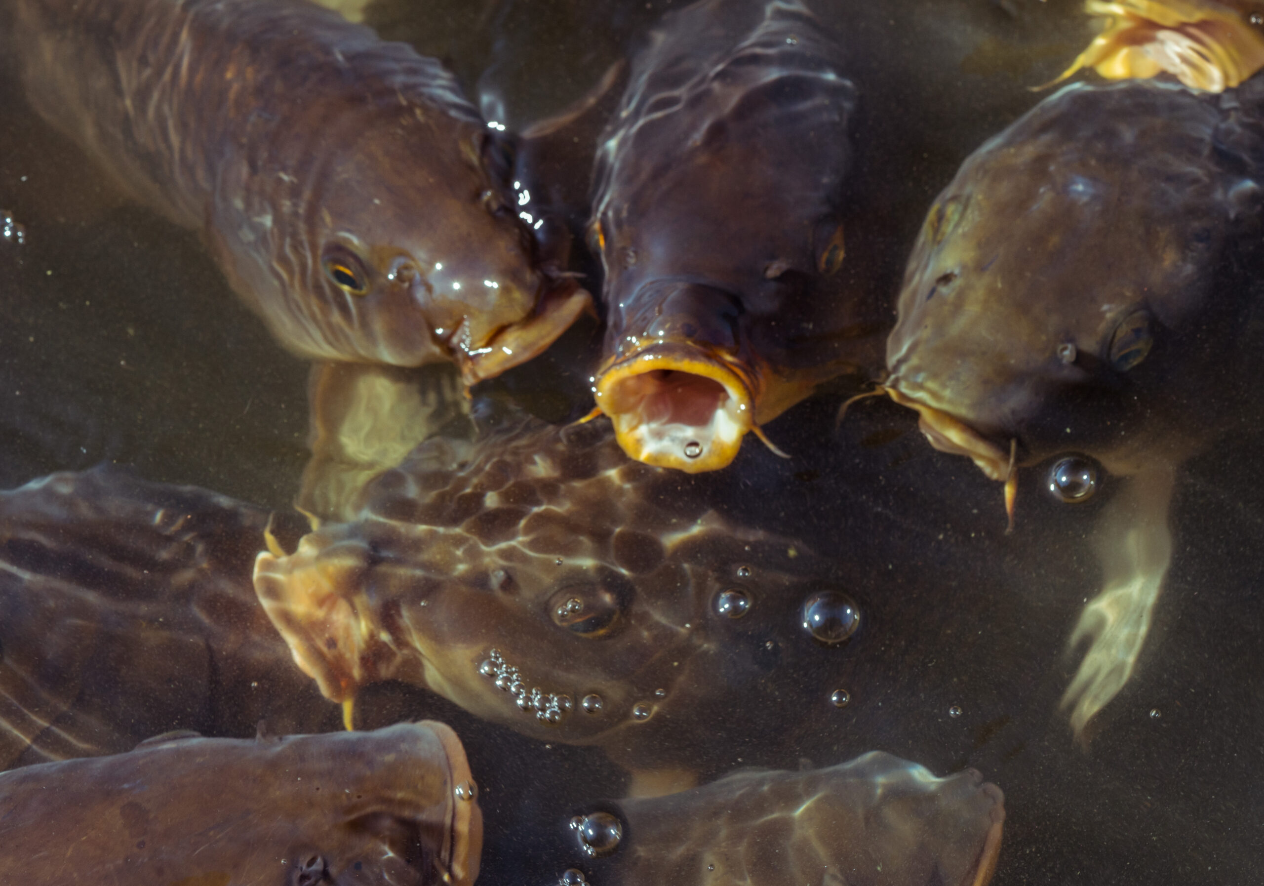 Le vongole invadono le acque adriatiche mentre i predatori scompaiono misteriosamente