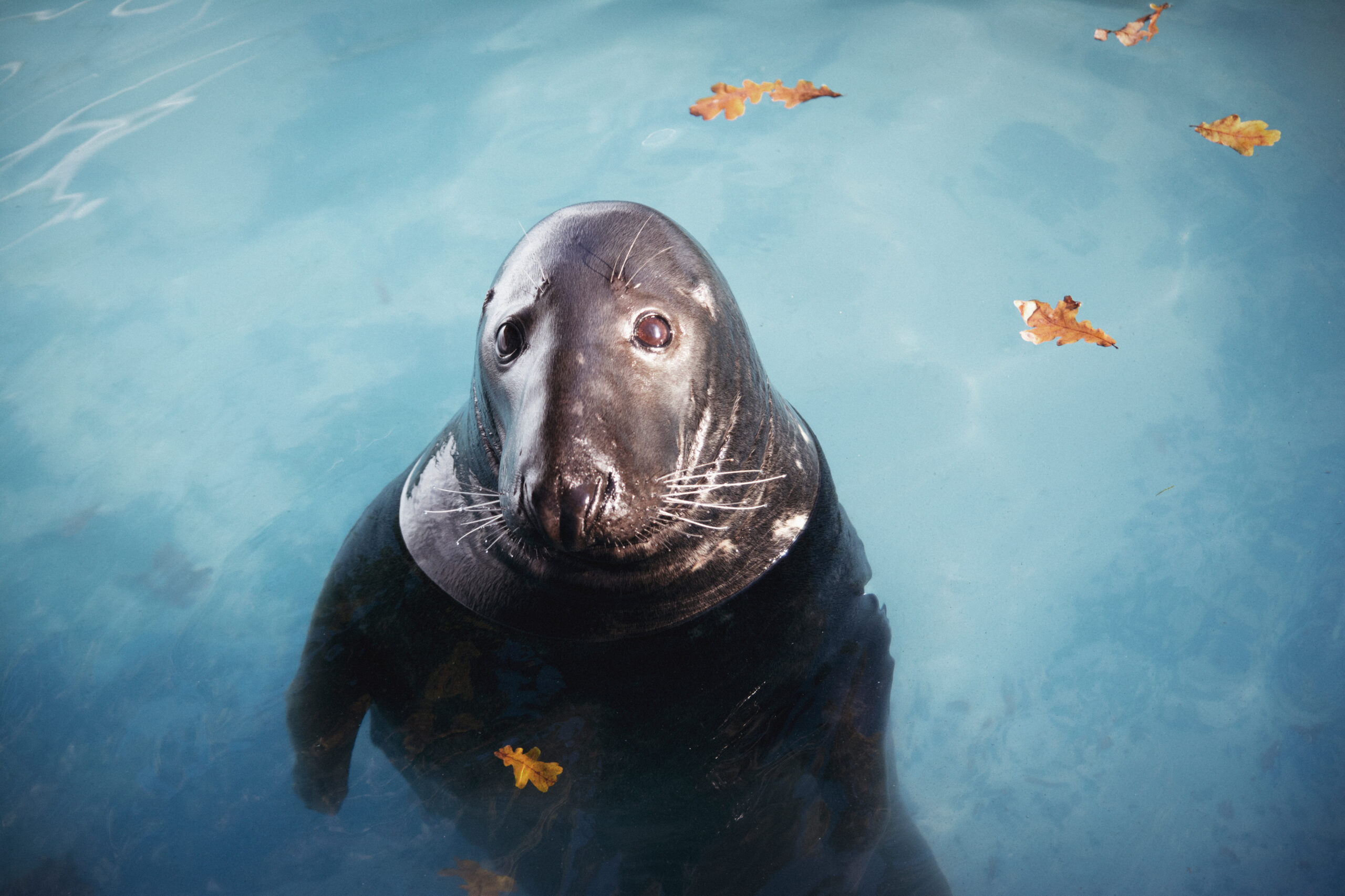 Foca ha una brutta giornata. Balena Megattera quasi la ingoia interamente