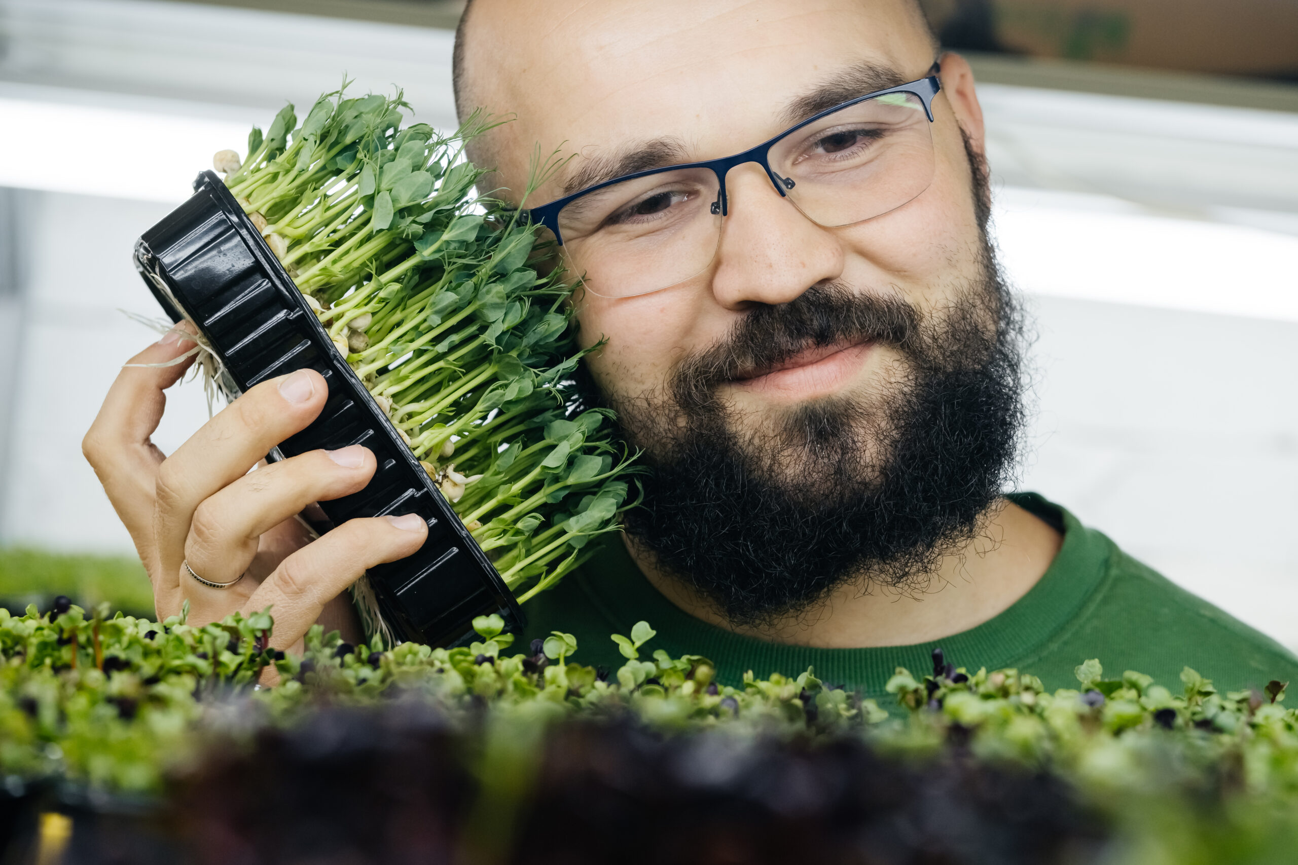 Scienziati sviluppano super lattuga dorata. Ricca di vitamina A