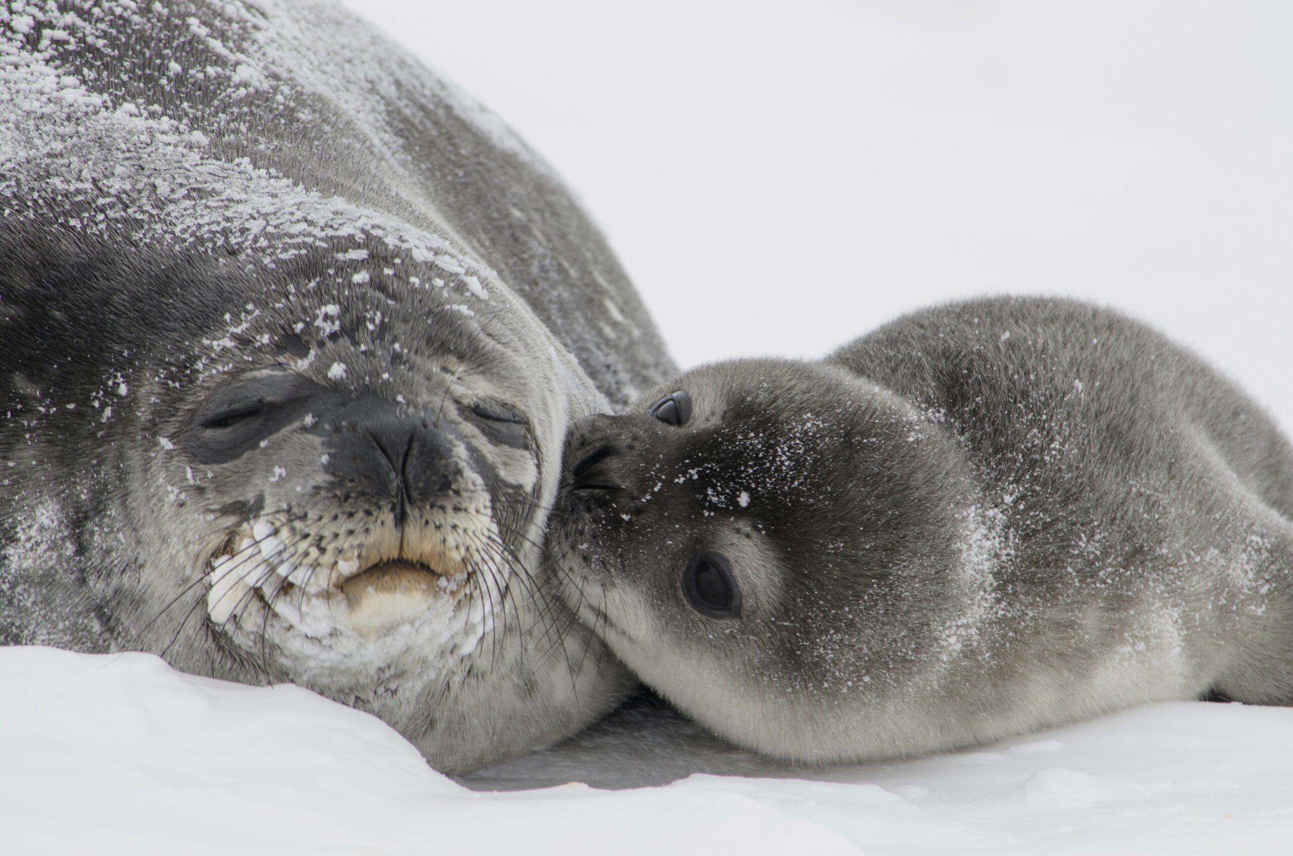 Guarda il video di una foca grigia che partorisce un adorabile cucciolo