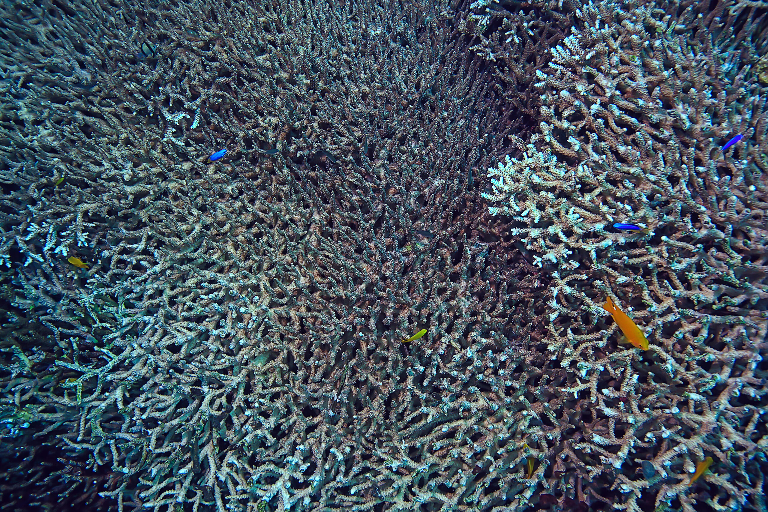 Tasselled wobbegongs: squali tappeto mimetizzati delle Barriere Coralline