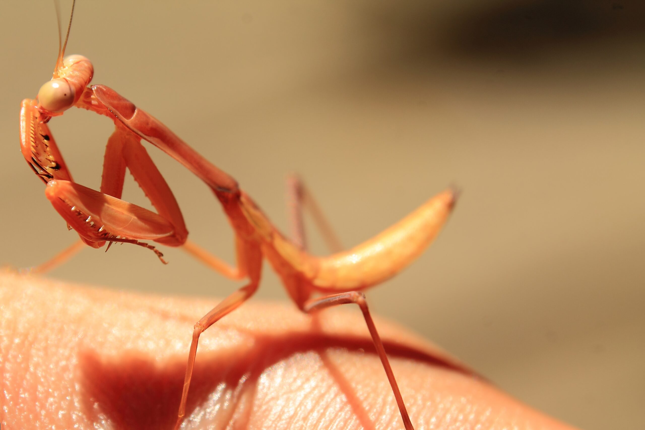 Med6-189: una svolta straordinaria nella lotta contro la Malaria