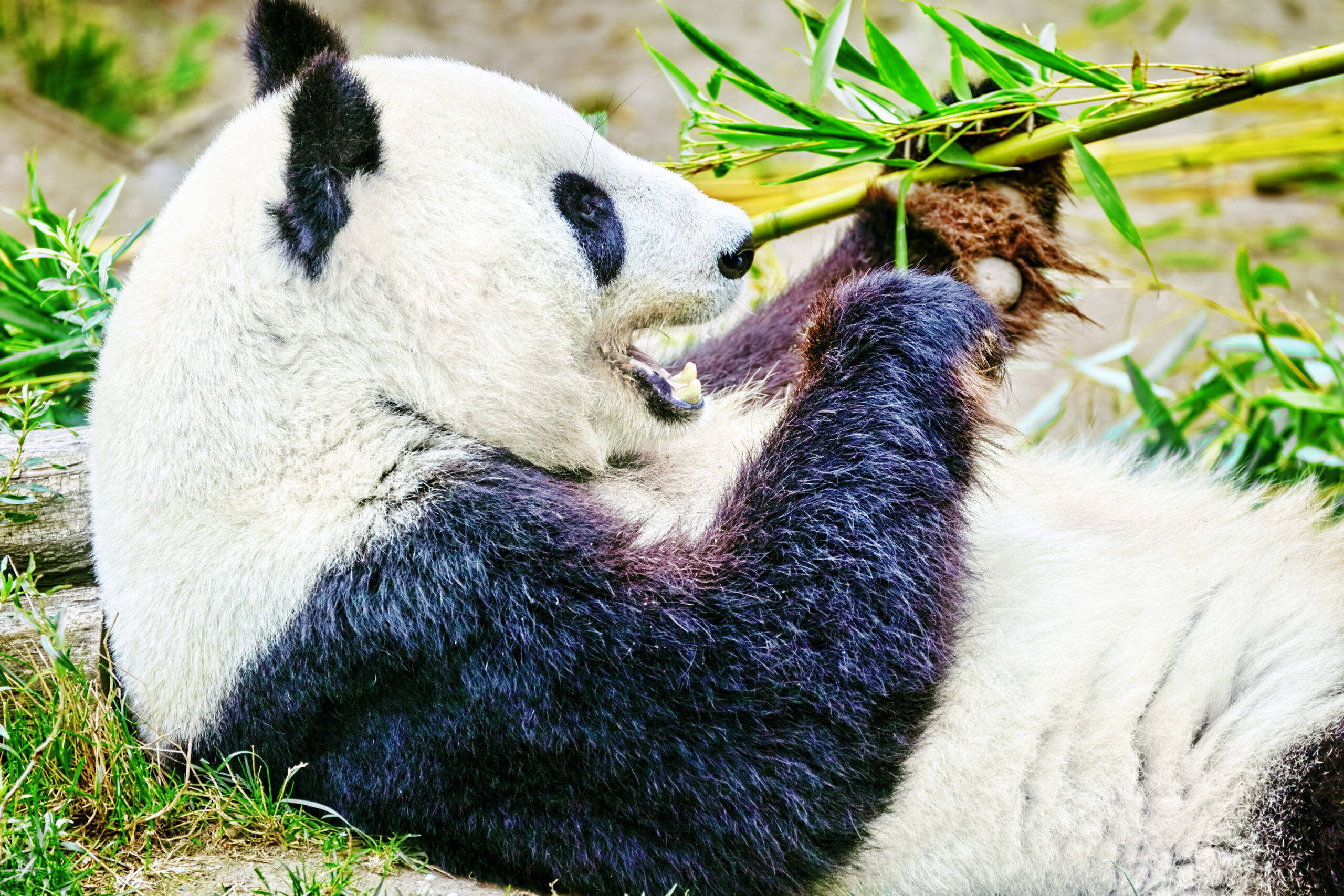 Le bellissime cellule staminali del panda gigante potrebbero salvare la specie