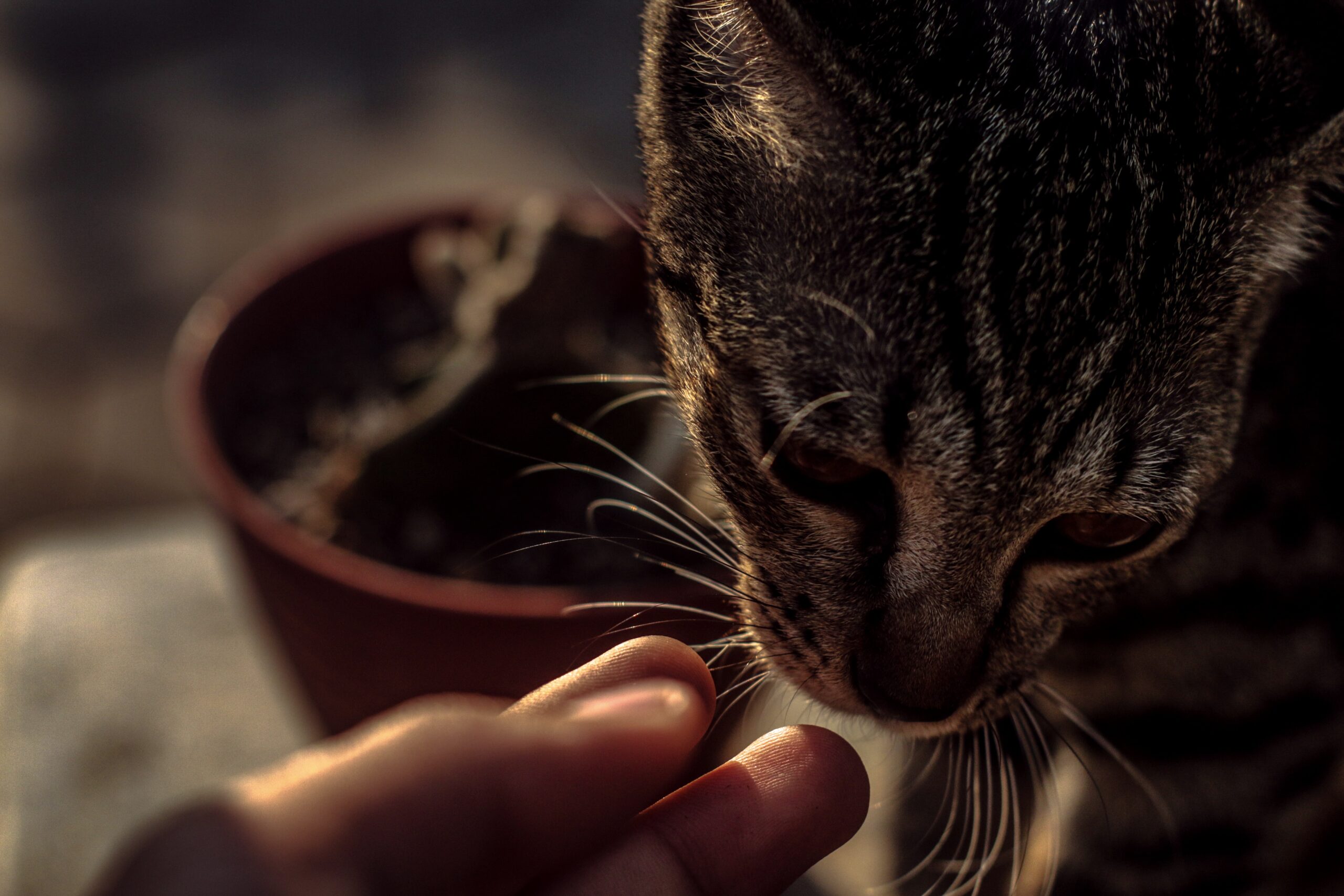 Il taschino di Henry: perché le orecchie dei gatti hanno una piega extra?