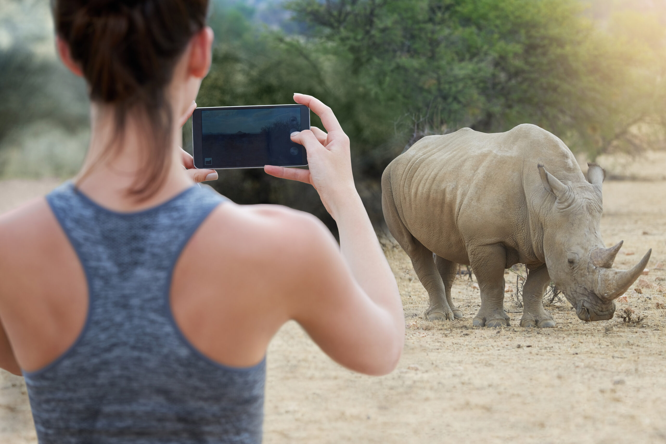 Procedura innovativa per rinoceronte del Safari Park con gamba fratturata