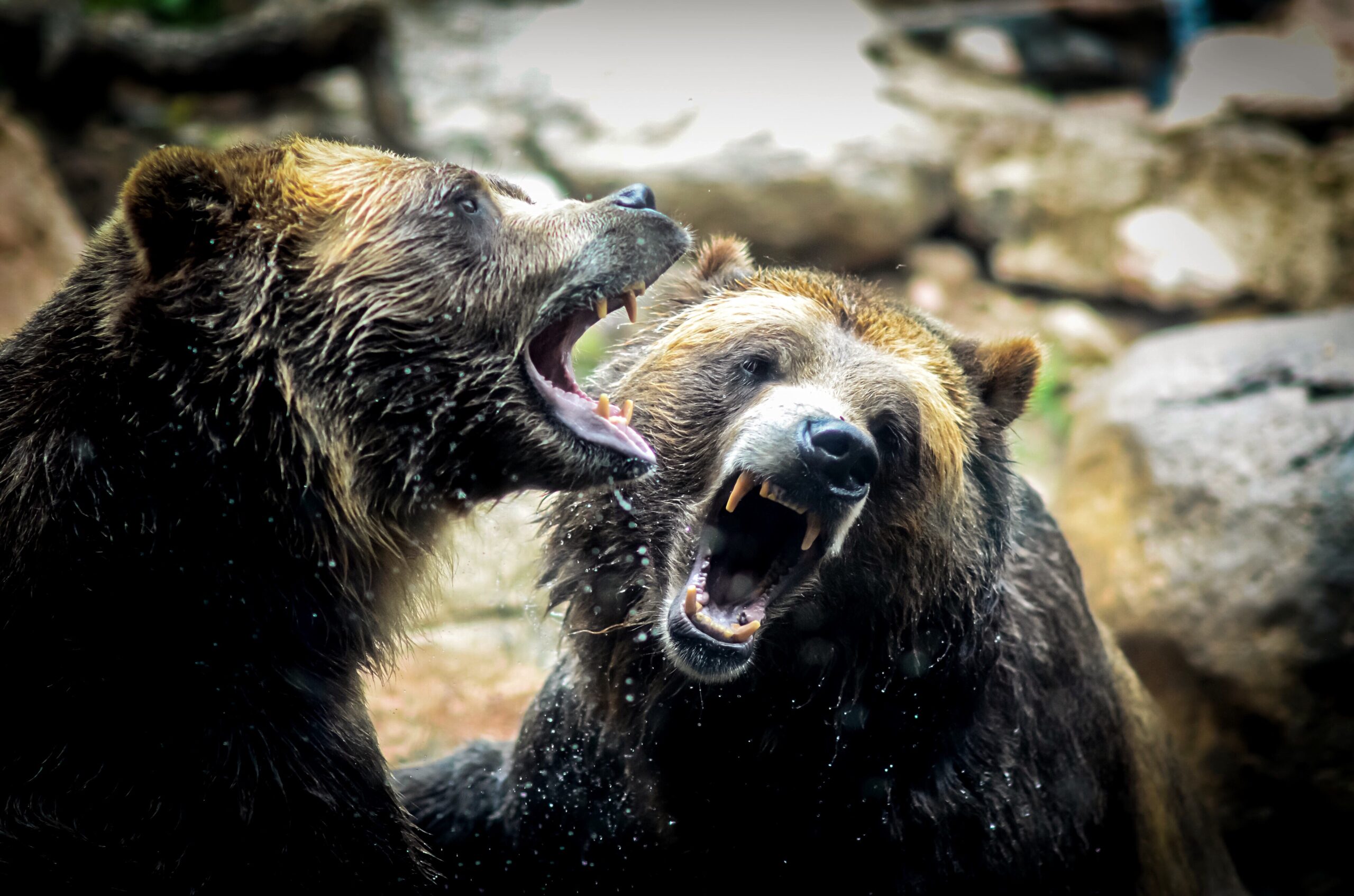 Orso contro leoni contro lupi. Quale mammifero terrestre è il predatore più feroce?