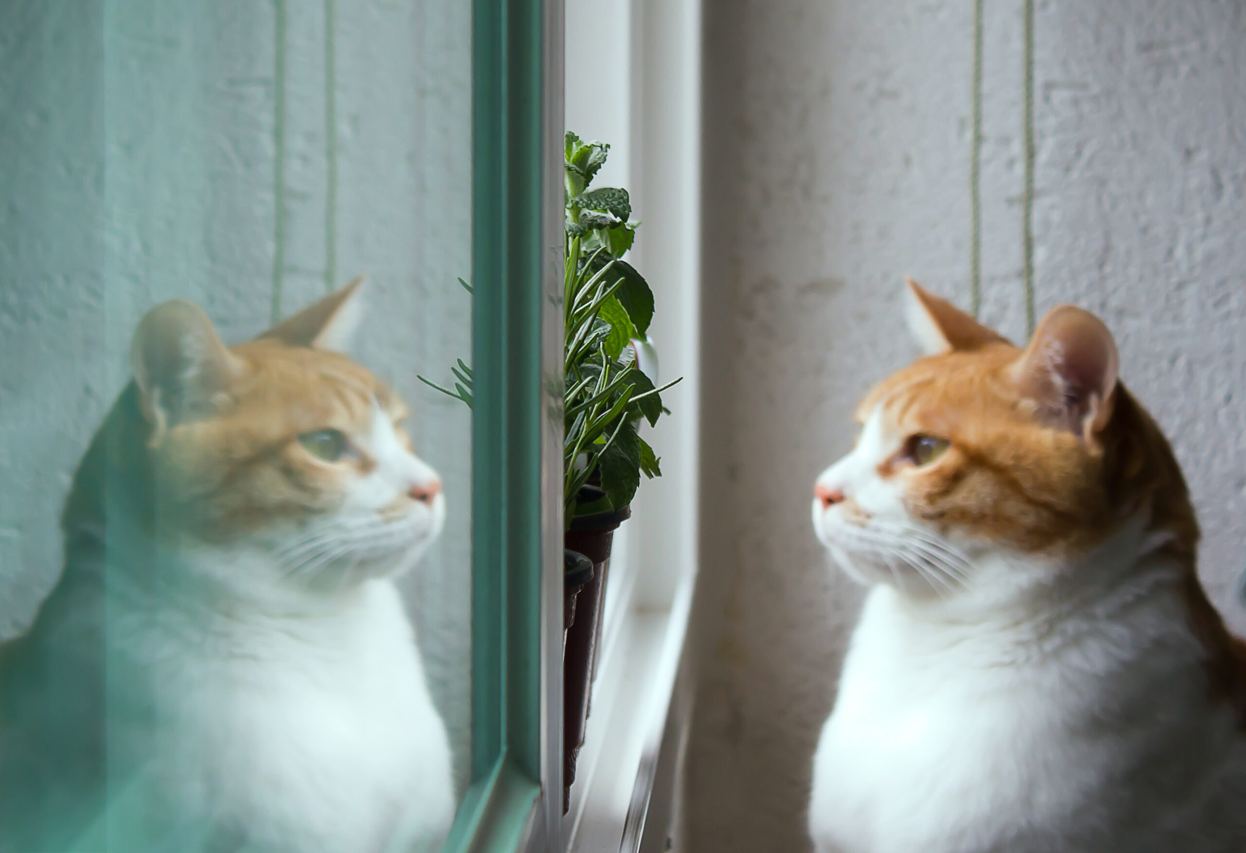 I gatti conoscono la loro altezza. Non la larghezza quando affrontano piccole aperture