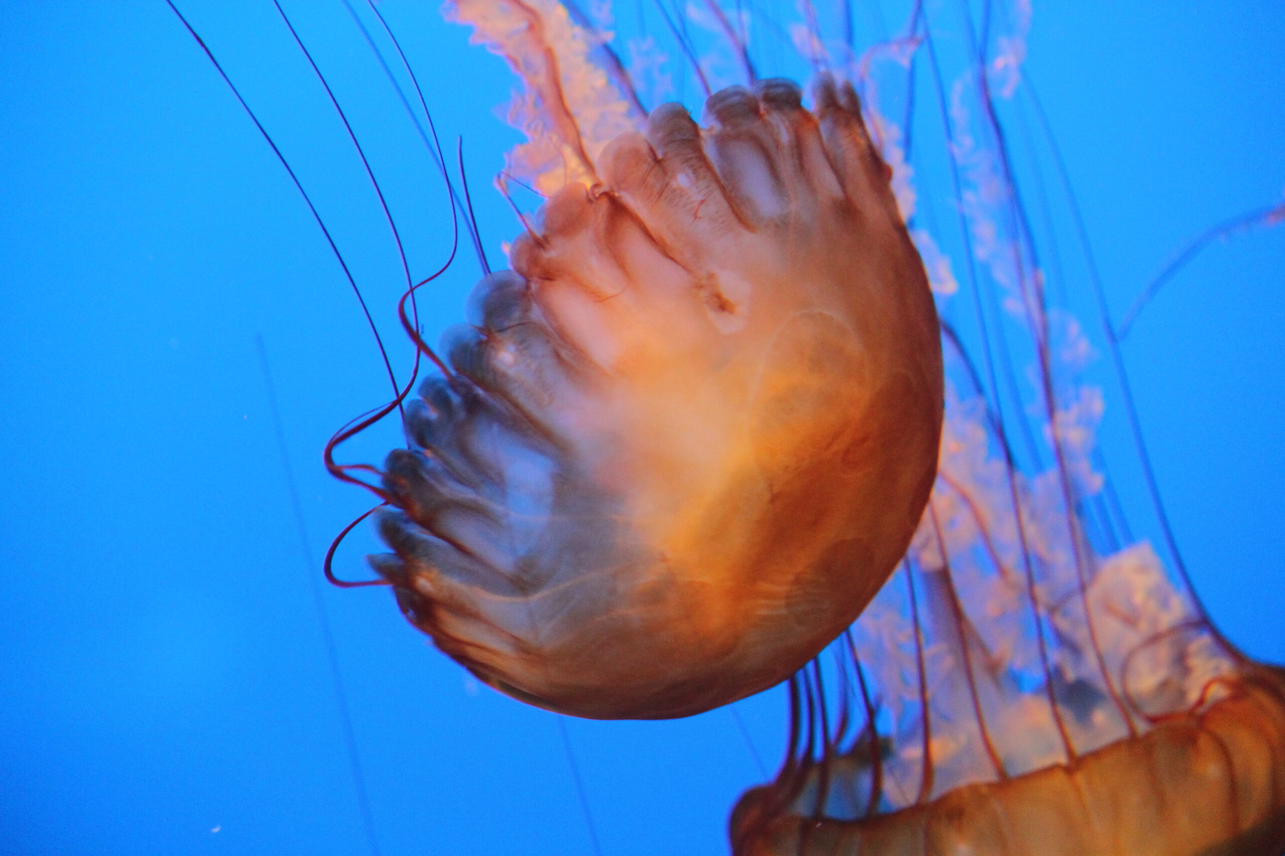 Pesce utilizza una medusa come armatura per protezione