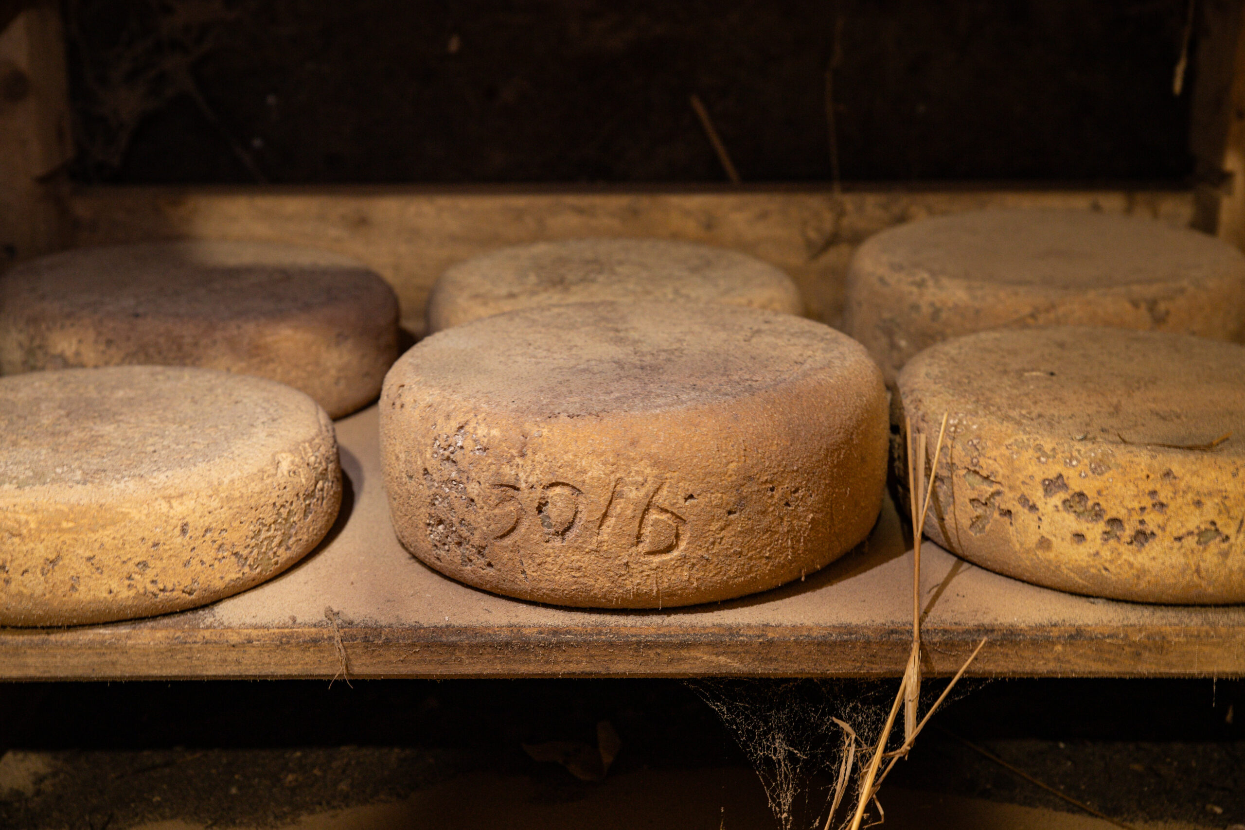 Antico DNA svela segreti della produzione del formaggio nell’età del Bronzo