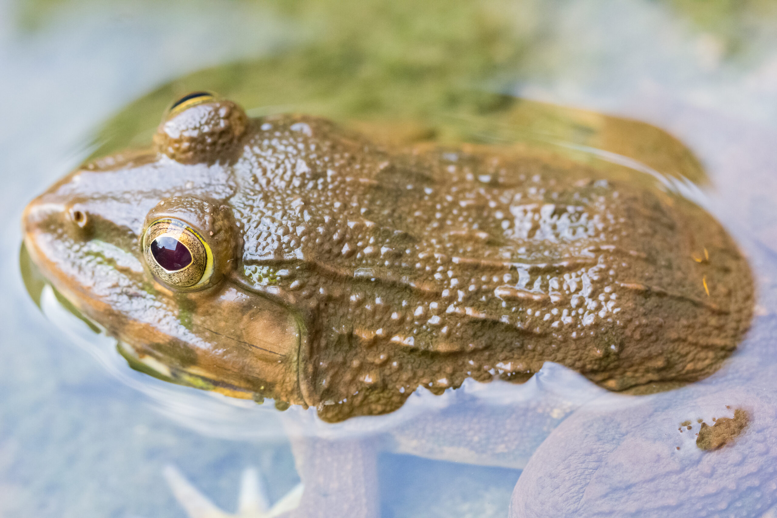 Scoperta la nuova rana gigante dai denti. Ha ingannato gli scienziati per decenni