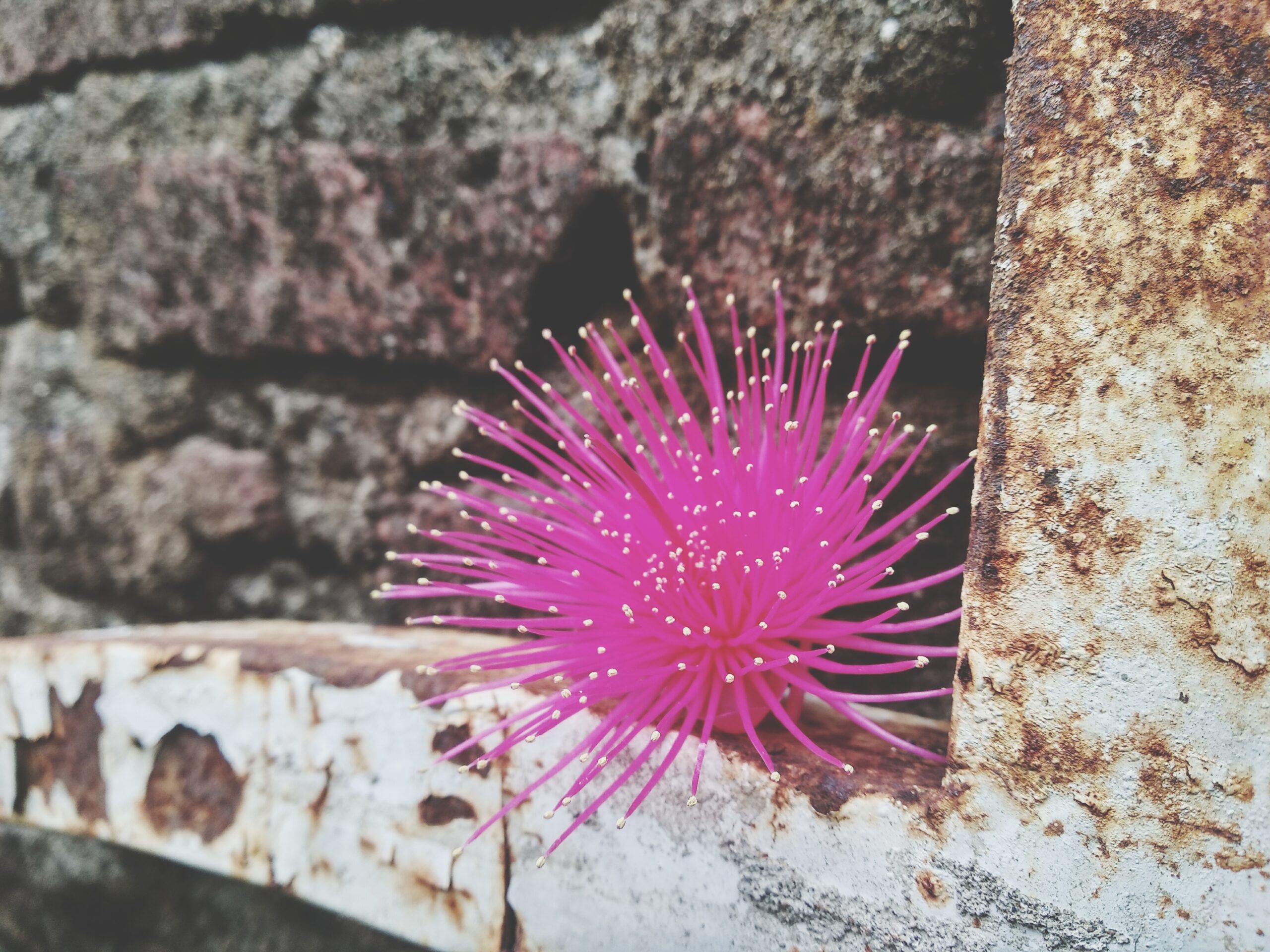 Guarda un isopode ignaro catturato da una non così innocente Anemone di mare rosa