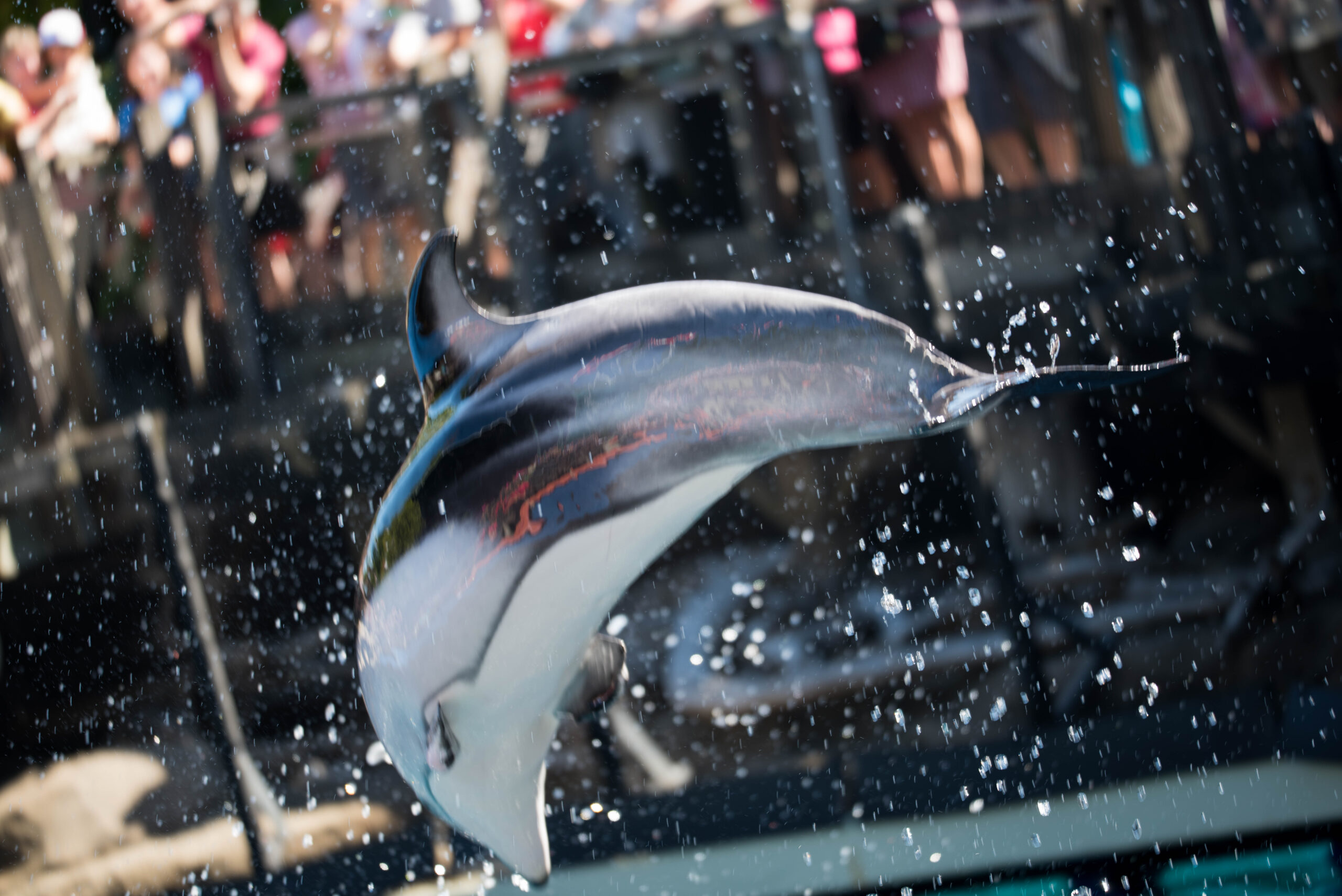 Attacchi di delfini in Giappone: cosa sta succedendo?